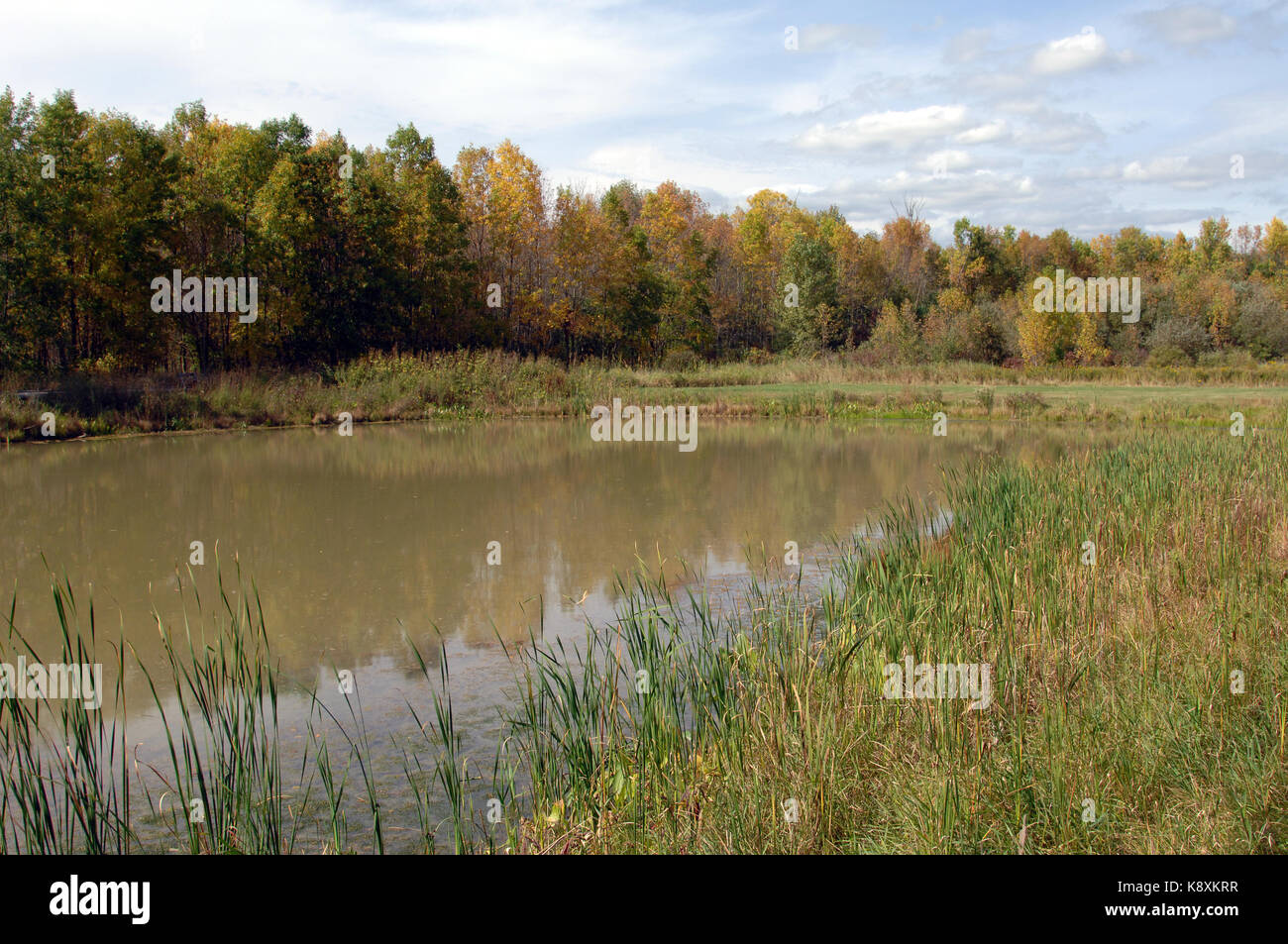 Lokale Teich auf einem Herbst Tag Stockfoto