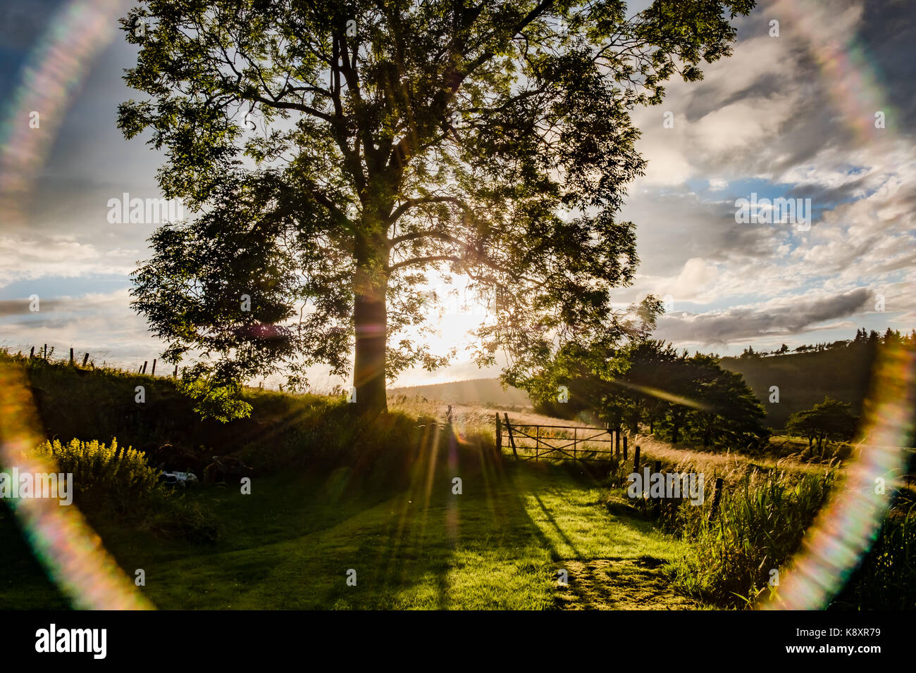 Untergehenden Sonne Silhouetting Baum mit kreisenden Kamera Flare Effekt Stockfoto