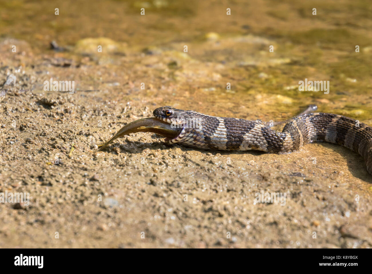 Northern Wasser Schlange (Nerodia sipedon) essen die Fische Stockfoto