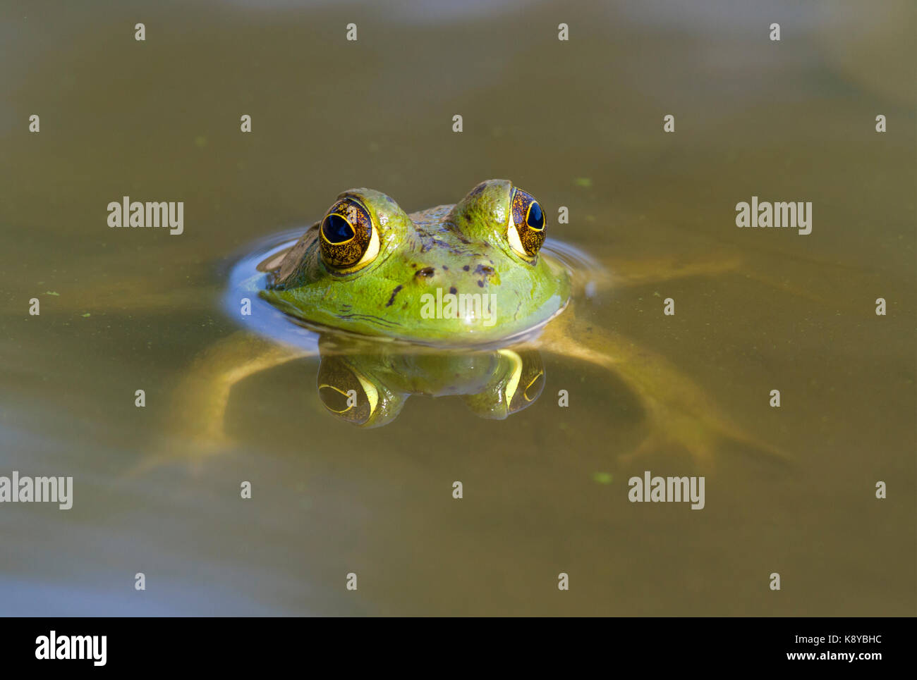 Amerikanische Ochsenfrosch (Lithobates catesbeianus) im Wasser sitzen mit Reflexion der Augen Stockfoto