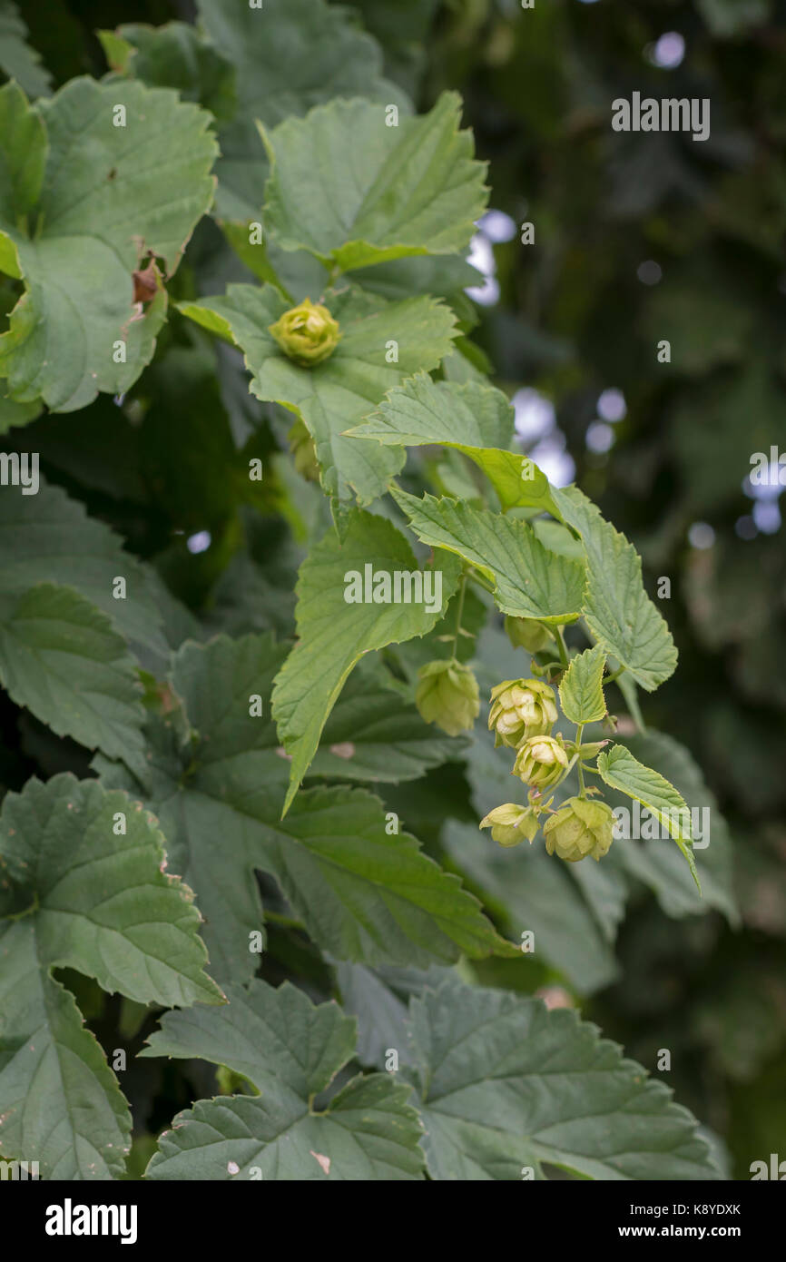 Fort Collins, Colordo - Hopfen außerhalb der Anheuser-Busch Brauerei wächst. Stockfoto