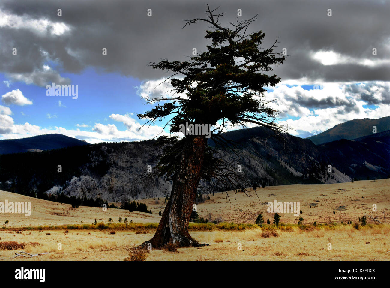 Massive kiefer von selbst an der Spitze der vipond Park südlich von Butte montana Stockfoto