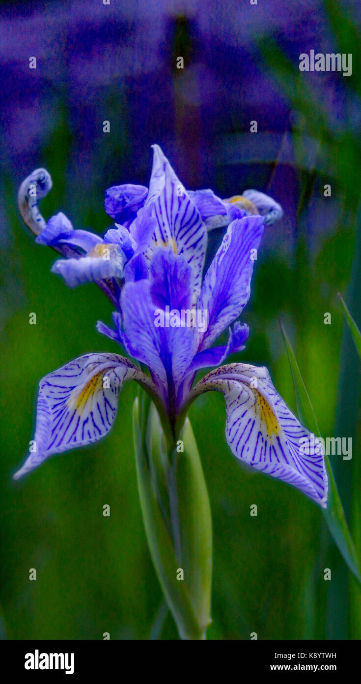 Wild Iris in Montana Stockfoto