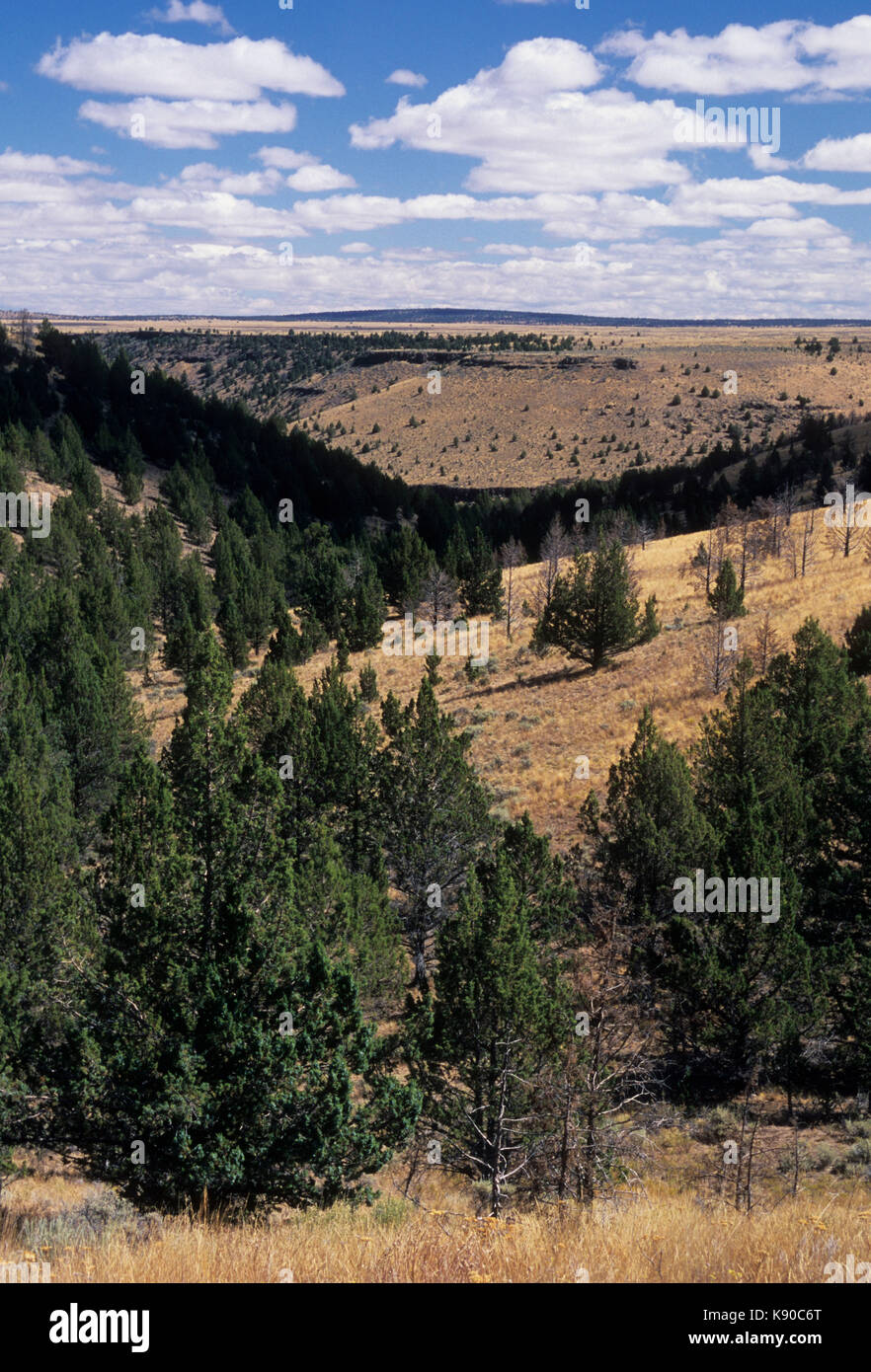 Western Wacholderbeeren (Juniperus occidentalis) Grünland, South Fork Wildnis Studie, Prineville Bezirk Büro des Land-Managements, Oregon Stockfoto