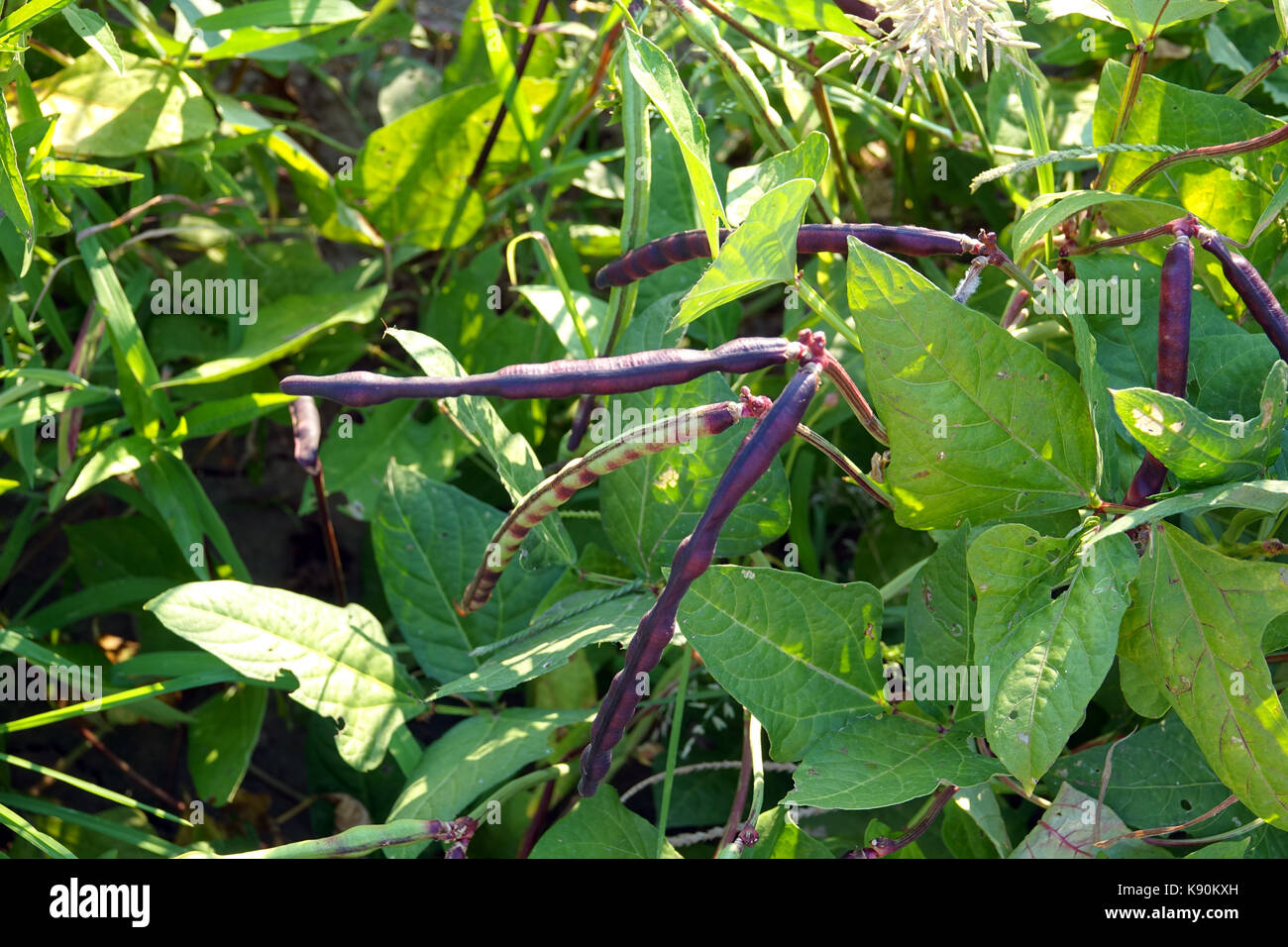 Purple Rumpf Erbsen sind ein Garten. Stockfoto