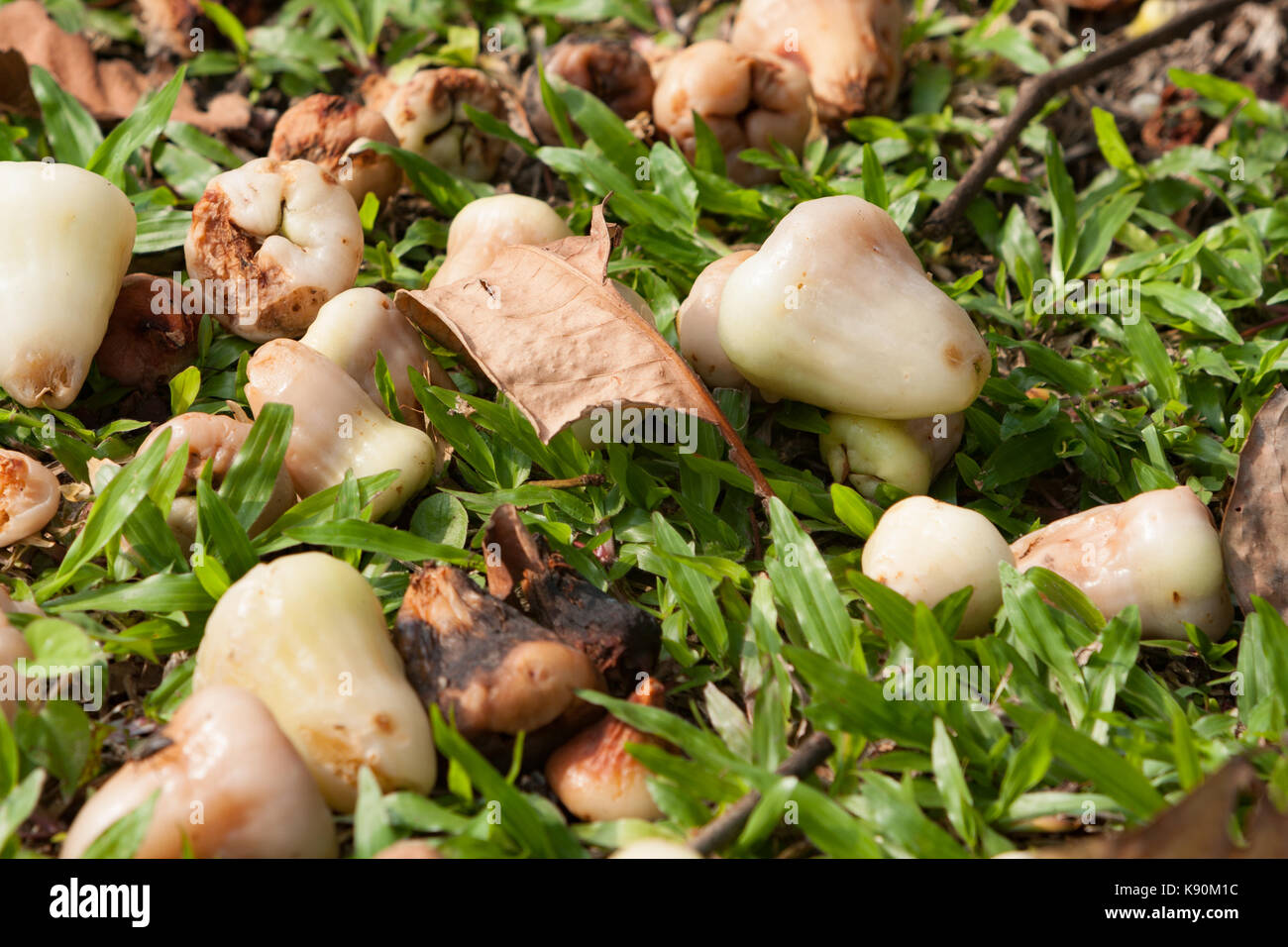 Weißes Wachs jambu (Syzygium samarangense) Verrotten auf dem Boden vom Baum gefallen Stockfoto