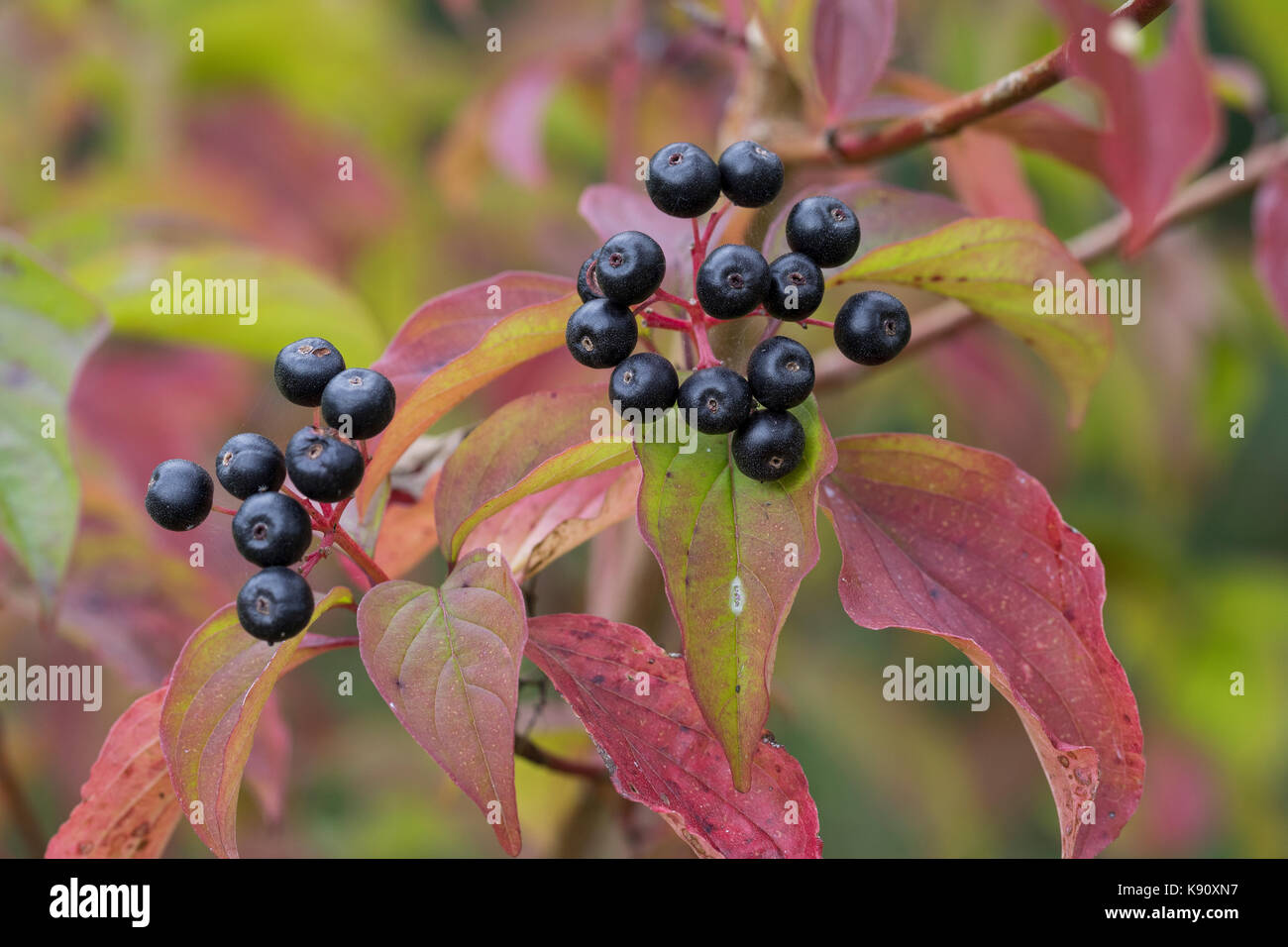 Blutroter Hartriegel, Hartriegel, Frucht, Früchte, Beeren, Herbstlaub, Cornus sanguinea, Hundehütte, Hundsbeere, Frucht, Cornouiller-Sanguin Stockfoto