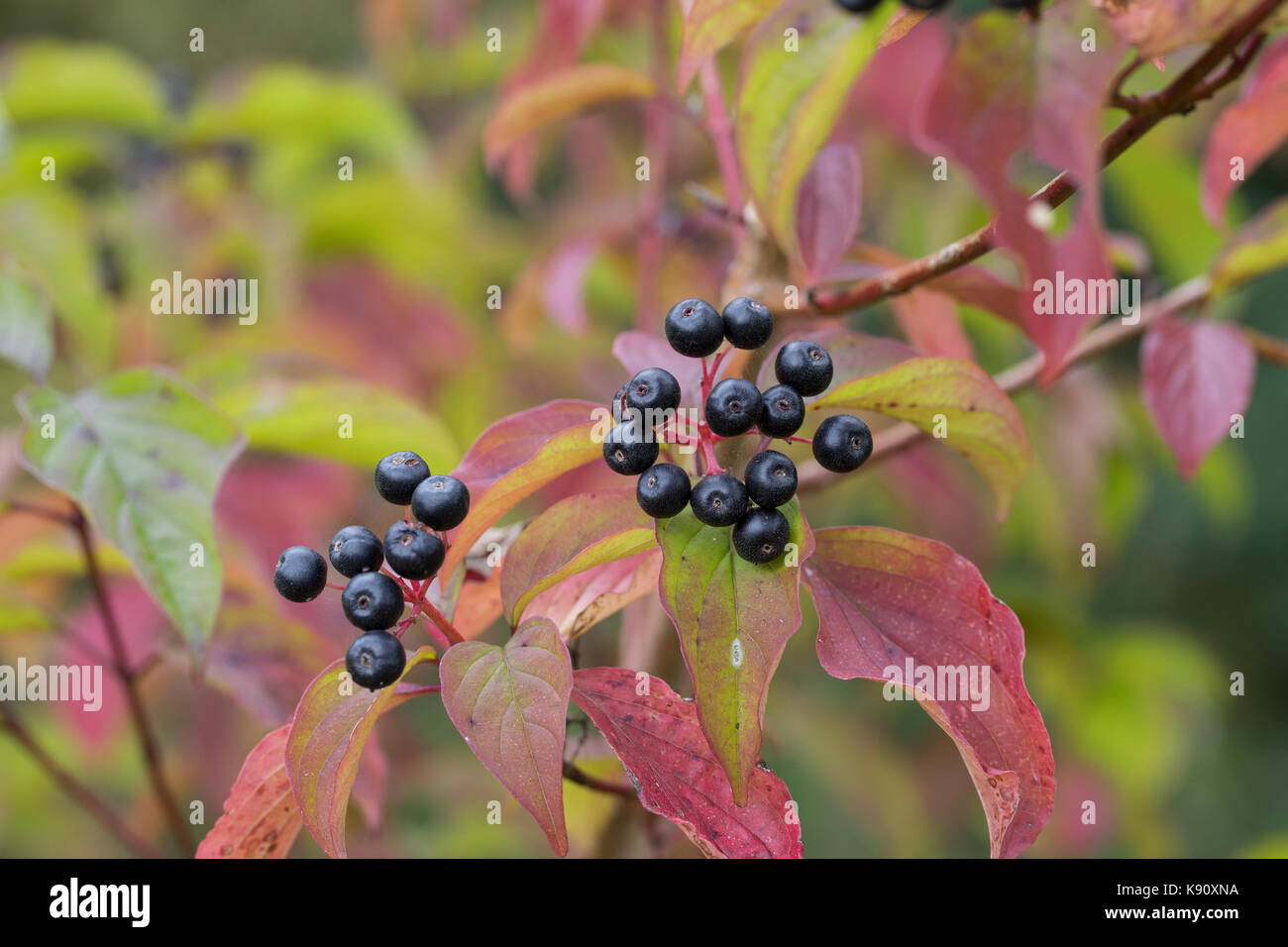 Blutroter Hartriegel, Hartriegel, Frucht, Früchte, Beeren, Herbstlaub, Cornus sanguinea, Hundehütte, Hundsbeere, Frucht, Cornouiller-Sanguin Stockfoto