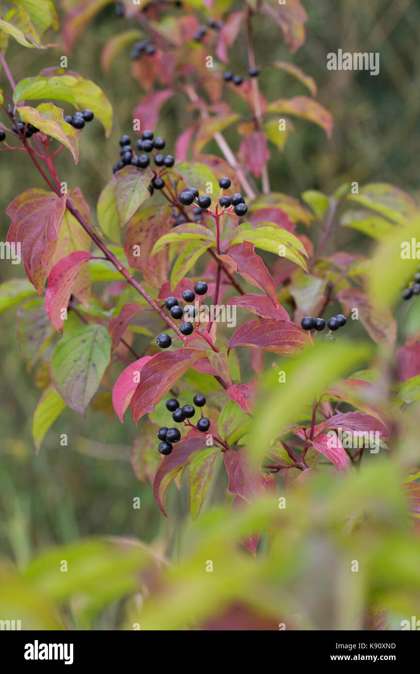 Blutroter Hartriegel, Hartriegel, Frucht, Früchte, Beeren, Herbstlaub, Cornus sanguinea, Hundehütte, Hundsbeere, Frucht, Cornouiller-Sanguin Stockfoto