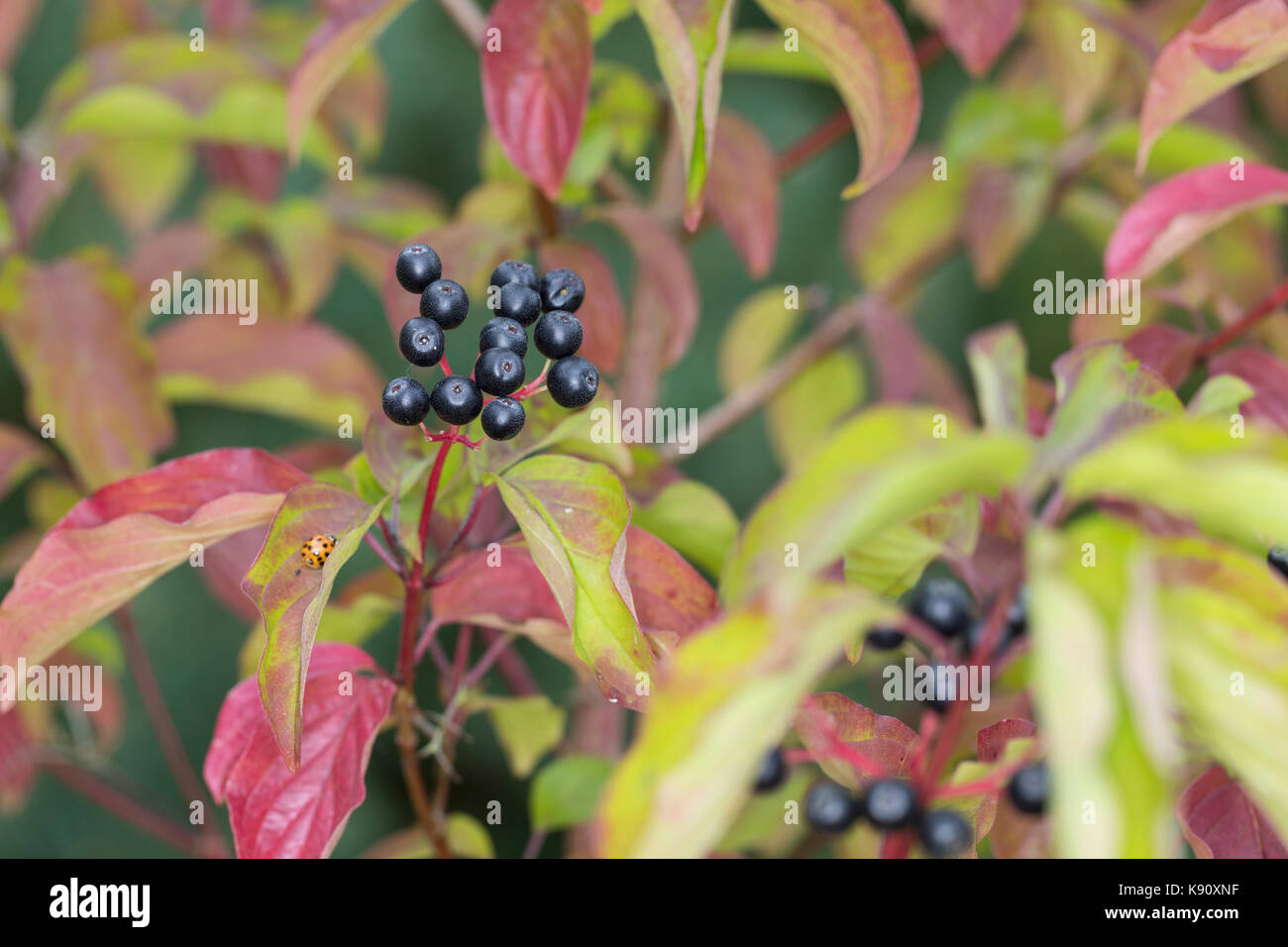 Blutroter Hartriegel, Hartriegel, Frucht, Früchte, Beeren, Herbstlaub, Cornus sanguinea, Hundehütte, Hundsbeere, Frucht, Cornouiller-Sanguin Stockfoto