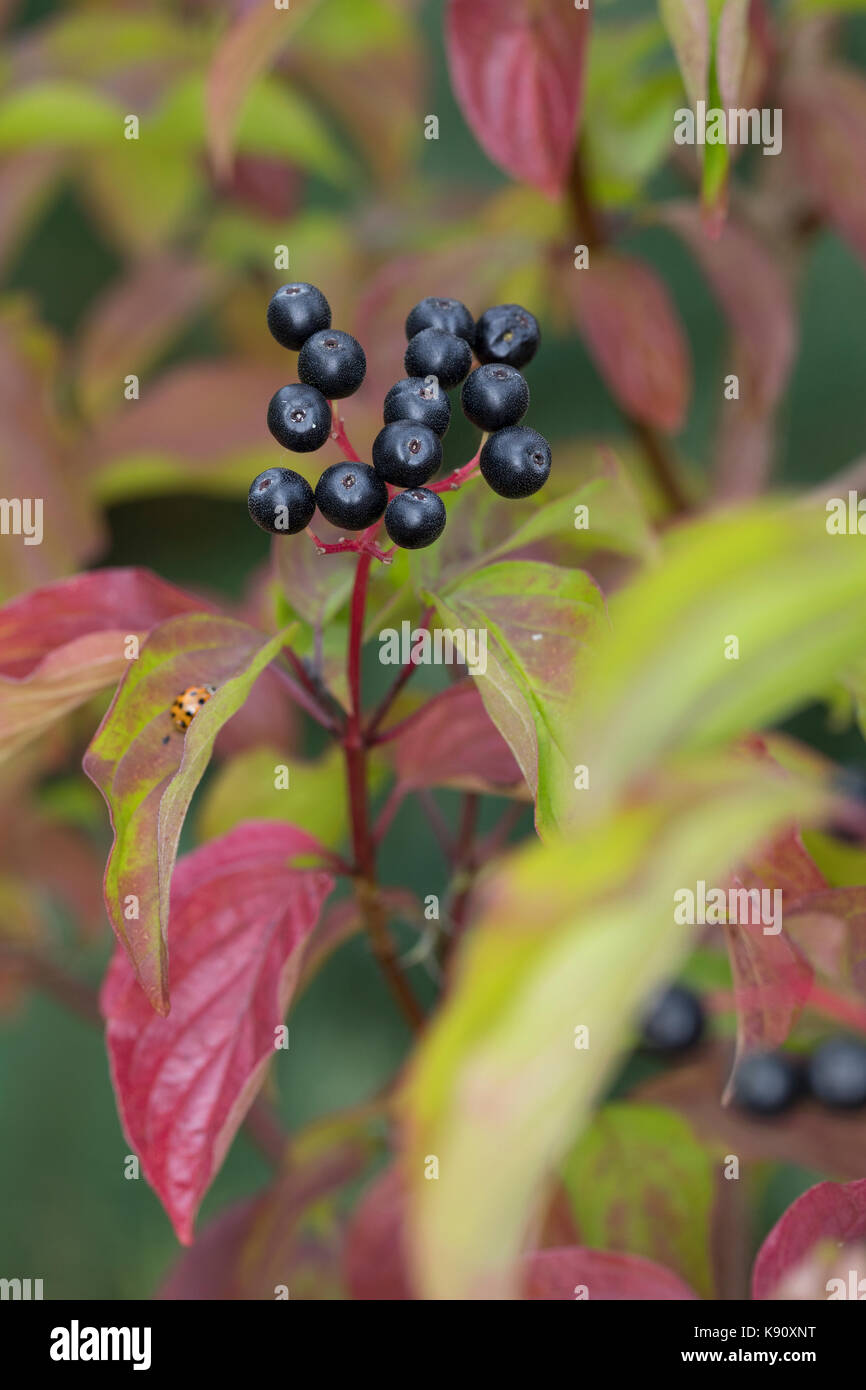Blutroter Hartriegel, Hartriegel, Frucht, Früchte, Beeren, Herbstlaub, Cornus sanguinea, Hundehütte, Hundsbeere, Frucht, Cornouiller-Sanguin Stockfoto
