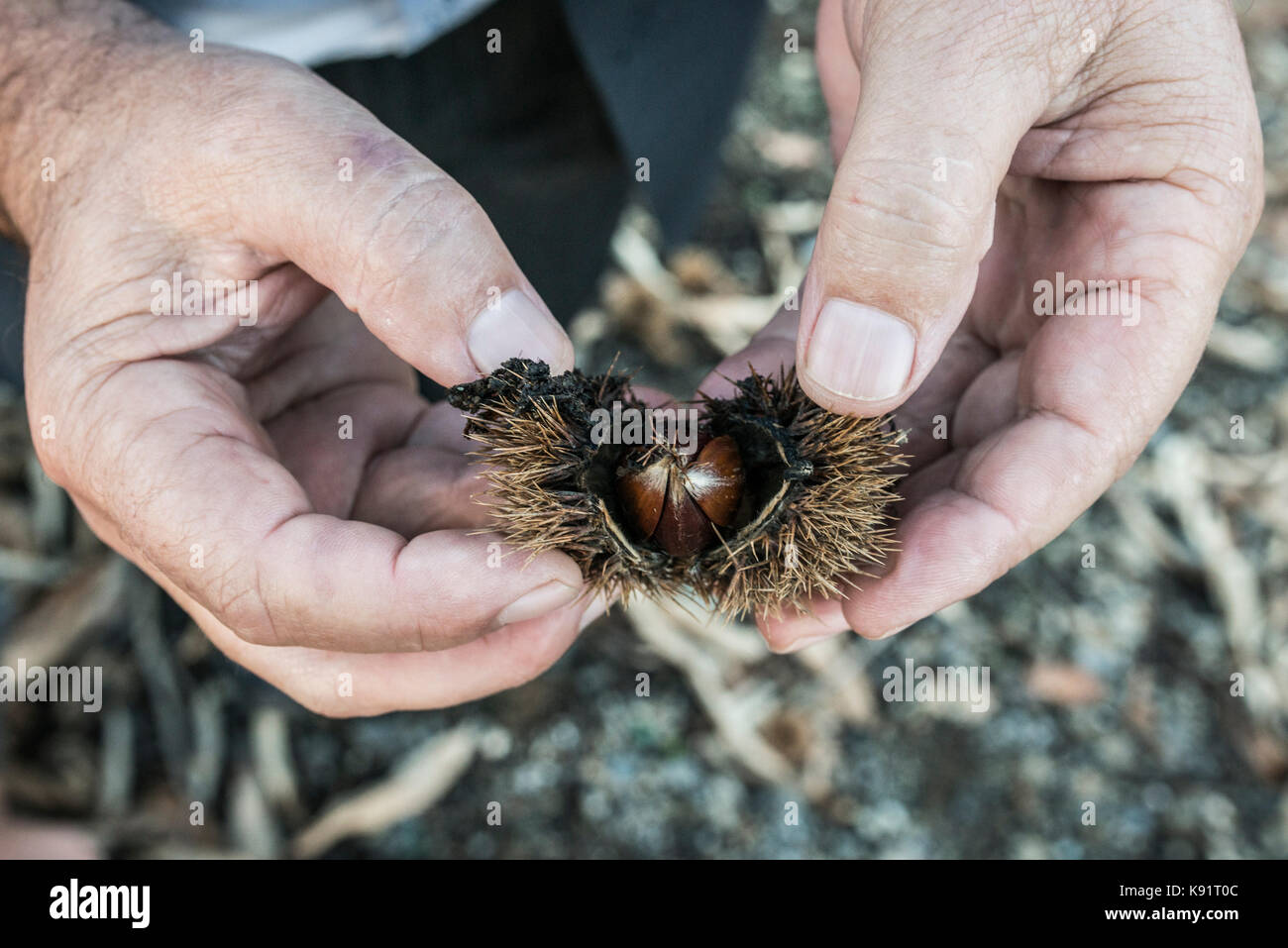 Chestnut Früchte sind im Dorf in der Nähe von Petkaj Stadt Kukes in Nordalbanien gezeigt Stockfoto