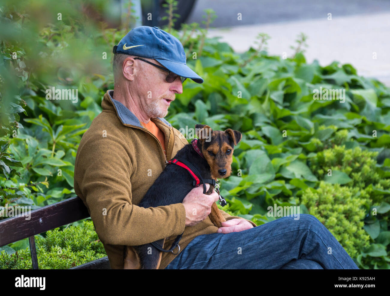 Man draußen sitzen auf einer Bank mit einem kleinen Hund auf seinem Schoß. Stockfoto