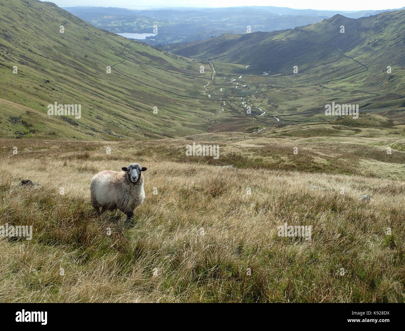 Schafe am Kopf des Fells scandale im östlichen Bereich des Nationalpark Lake District, Cumbria, England Stockfoto