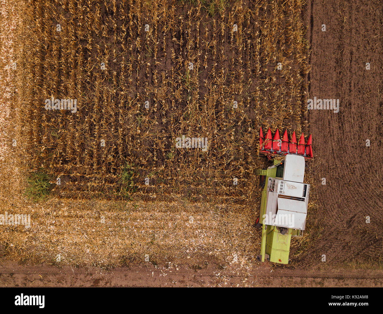 Mais Mais Ernte, Luftaufnahme von Mähdrescher arbeiten an reifen Mais Ernte Feld aus drohne pov Stockfoto