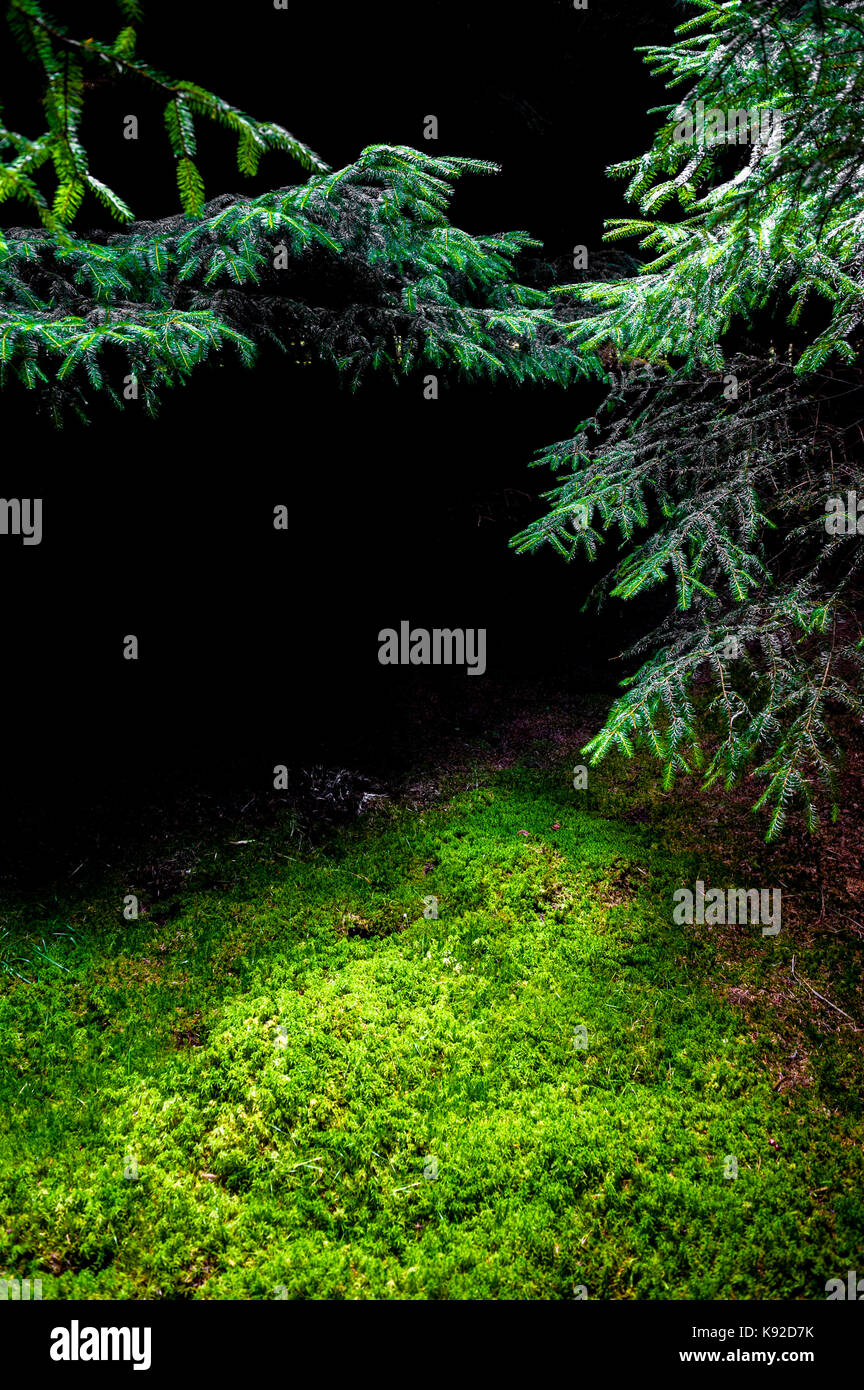 Woodland Clearing in einem Pinienwald mit Licht shinging auf ein Moos bedeckten Boden. Stockfoto