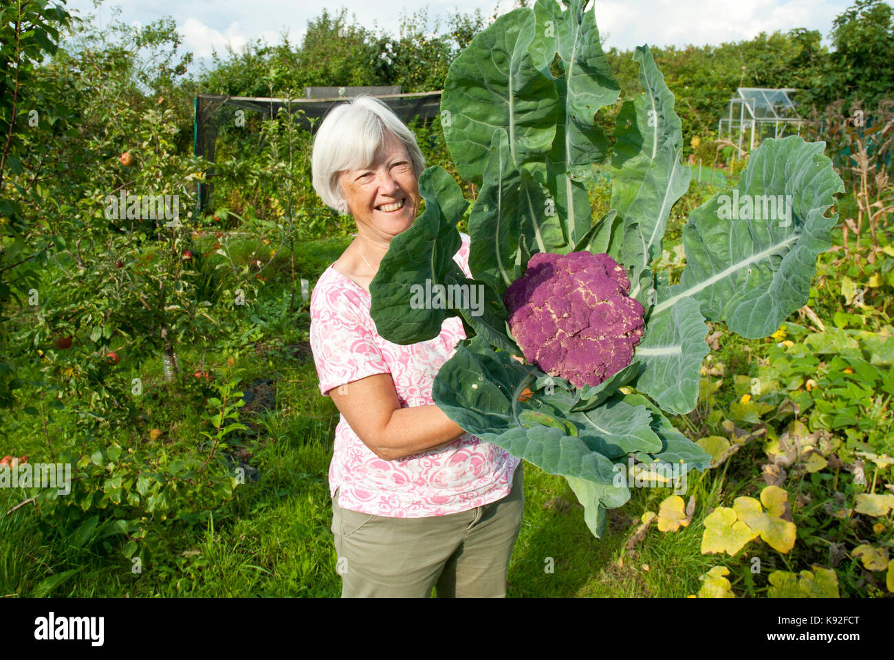 Im mittleren Alter/älteren weiblichen Kleingärtner (amatuer Gärtner), großes helles Lila sizilianischen Blumenkohl, daß Sie gerade gewachsen und abgeholt. Stockfoto