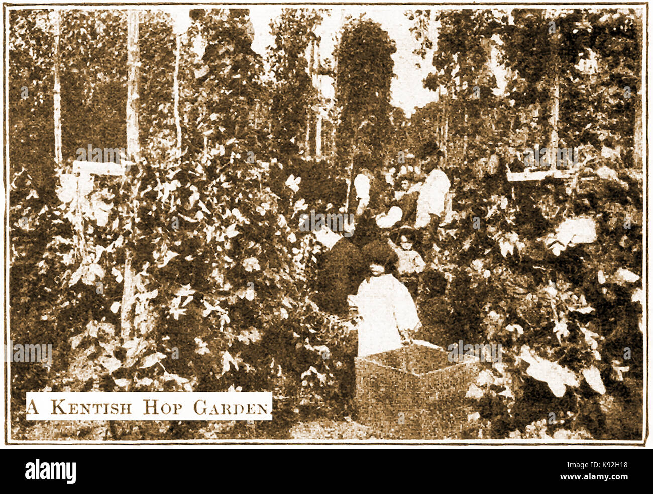 1914 - hop Kommissionierung in Kent, England Stockfoto