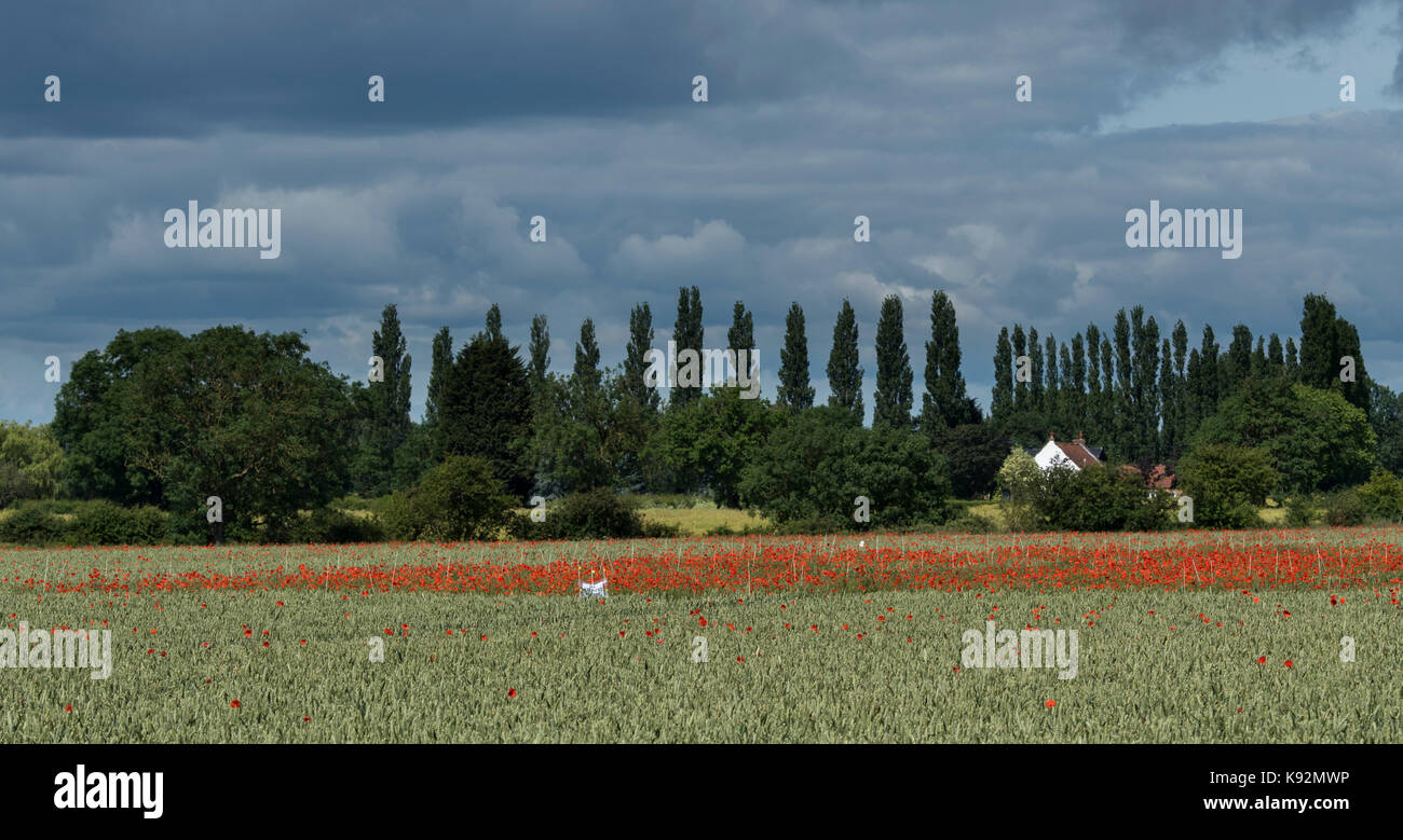 Malerischer Blick auf Feld von Weizen (Bereich eingezäunt, wo helle rote Mohnblumen auf landwirtschaftlich genutzten Flächen wachsen) - obere Poppleton, in der Nähe von York, North Yorkshire, England, UK. Stockfoto
