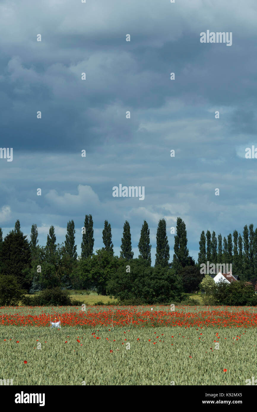 Malerischer Blick auf Feld von Weizen (Bereich eingezäunt, wo helle rote Mohnblumen auf landwirtschaftlich genutzten Flächen wachsen) - obere Poppleton, in der Nähe von York, North Yorkshire, England, UK. Stockfoto