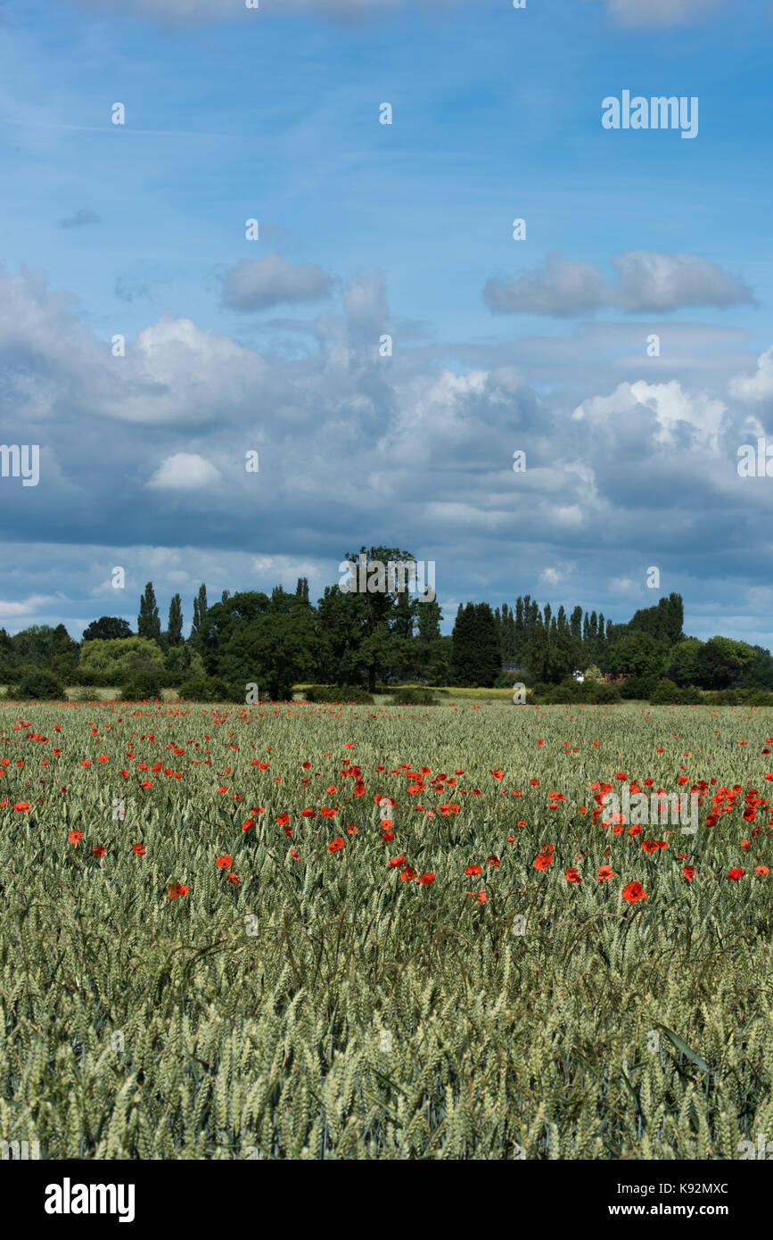 Malerischer Blick auf Feld auf flachem Ackerland - hell roter Mohn Blumen wachsen neben Weizen (obere Poppleton, in der Nähe von York, Yorkshire, England, UK). Stockfoto