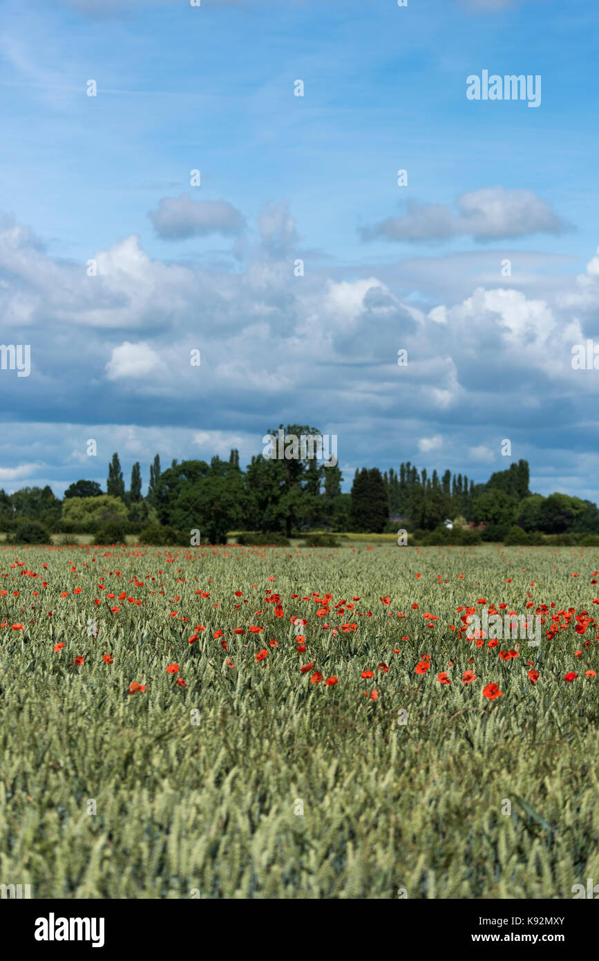 Malerischer Blick auf Feld auf flachem Ackerland - hell roter Mohn Blumen wachsen neben Weizen (obere Poppleton, in der Nähe von York, Yorkshire, England, UK). Stockfoto