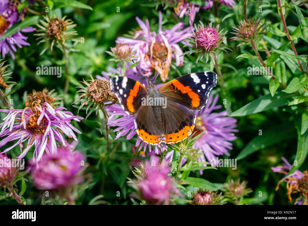 Red Admiral Schmetterling, Vanessa atalanta, Nahaufnahme Dorsalansicht mit offenen Flügeln auf eine Blume, an RHS Garden Rosemoor, North Devon, England. Stockfoto