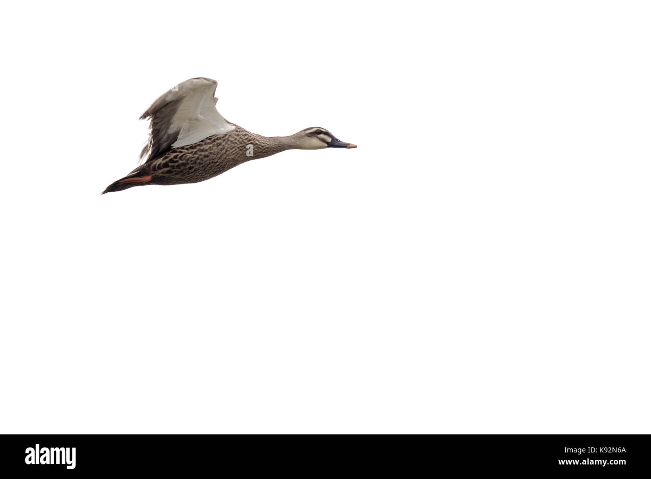 Vogel im Flug - Chinesische spot-billed Duck Stockfoto