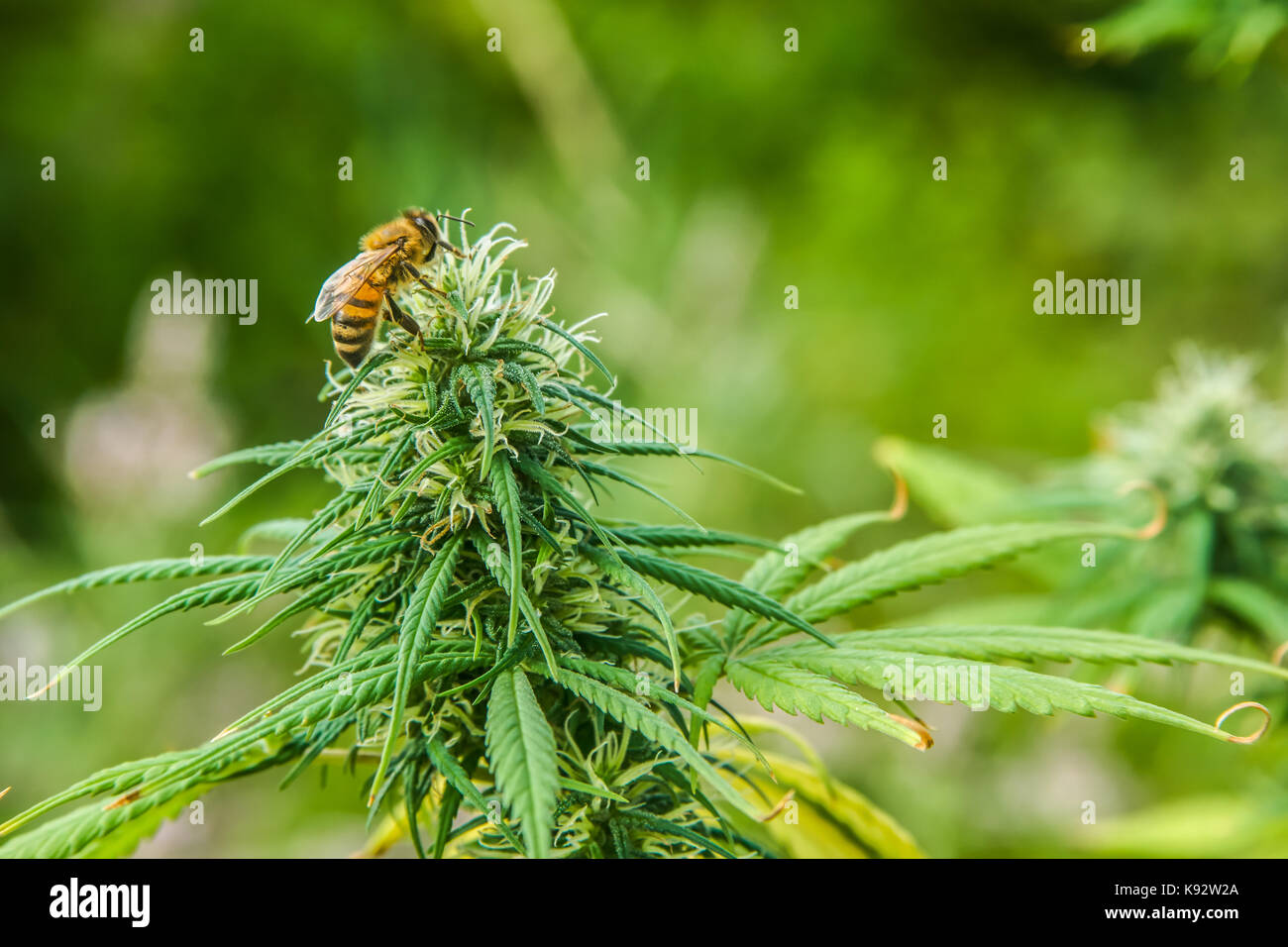 Eine Biene sitzt auf einem Marihuana Pflanze Stockfoto