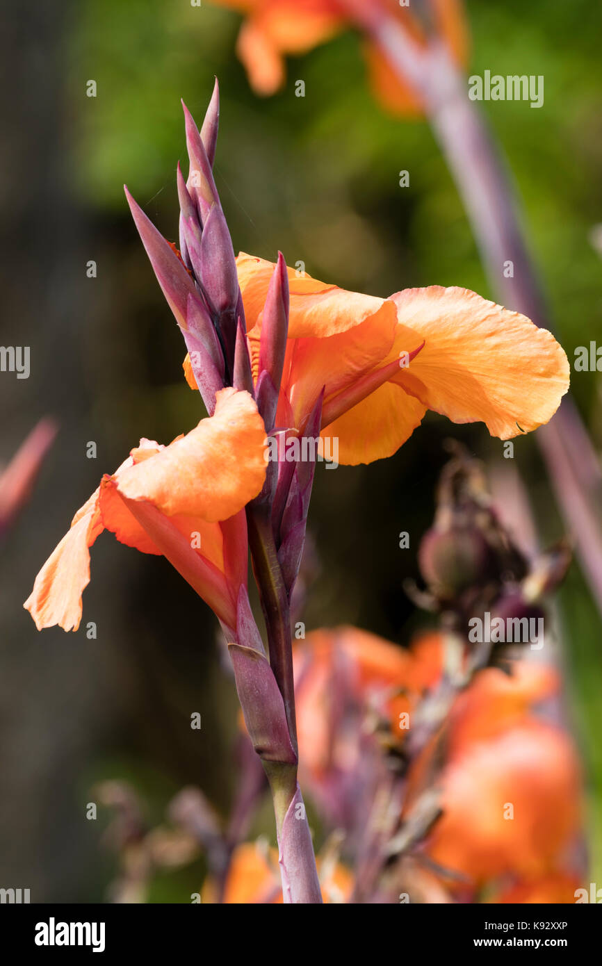 Orange Sommer Blumen der Hälfte - Hardy exotischer Garten Pflanze, Canna 'Oregon' Stockfoto