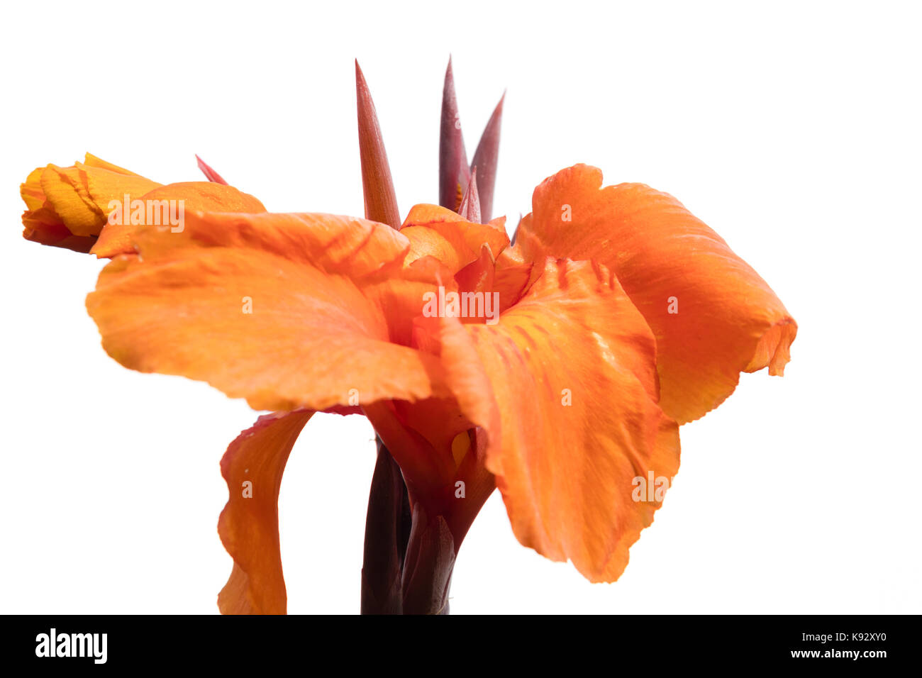 Orange Sommer Blumen der Hälfte - Hardy exotischer Garten Pflanze, Canna 'Oregon', vor einem weißen Hintergrund Stockfoto
