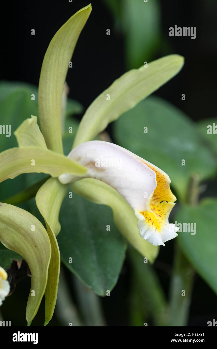 Weiße, gelbe und grüne Blume des warmen Intermediate wächst epiphytisch, Orchidee Cattleya forbesii Stockfoto