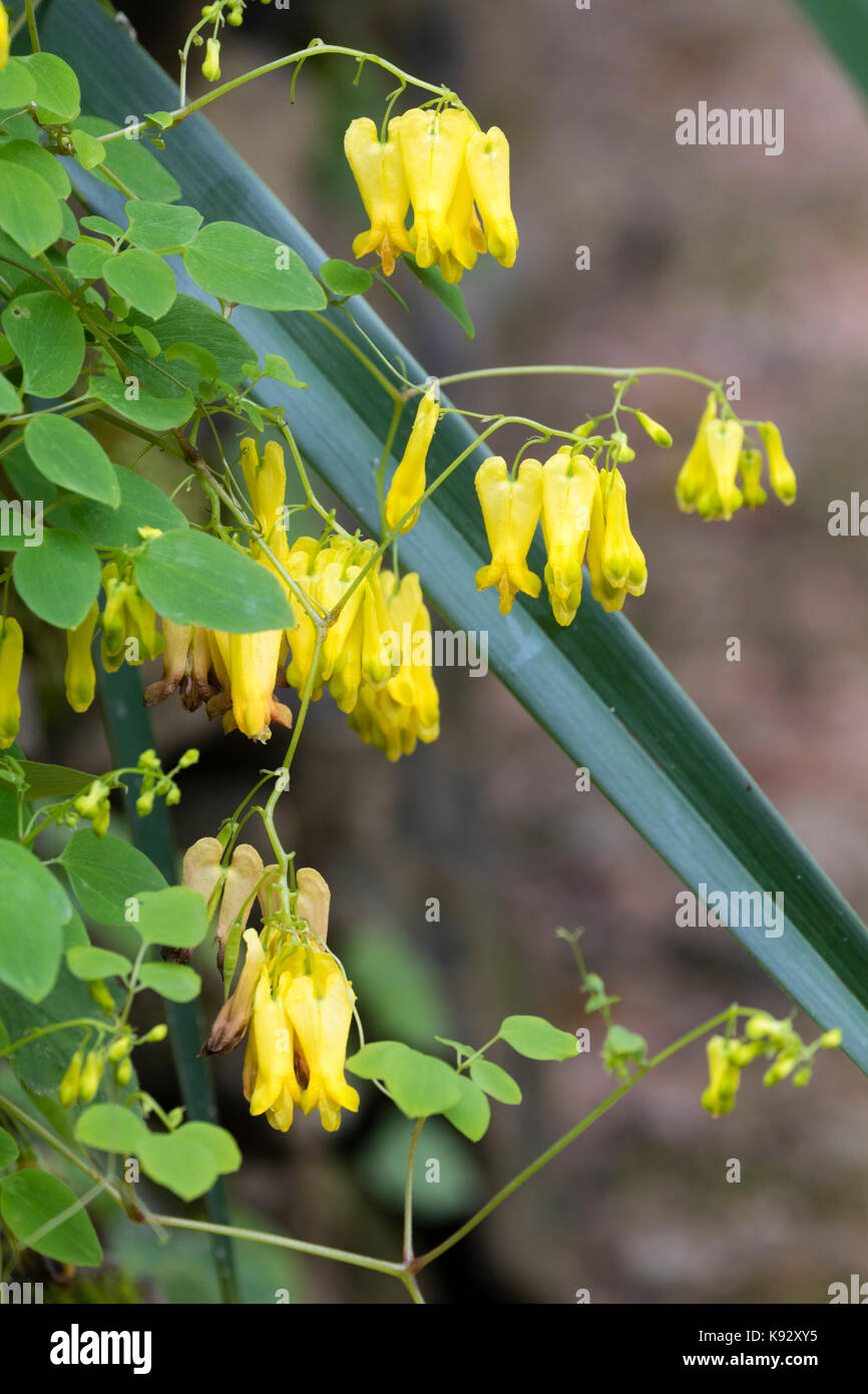 Dangling gelb blutende Herz Blumen der Mehrjährige Kletterpflanze, Dactylicapnos scandens (Campanula pyramidalis scandens) Stockfoto