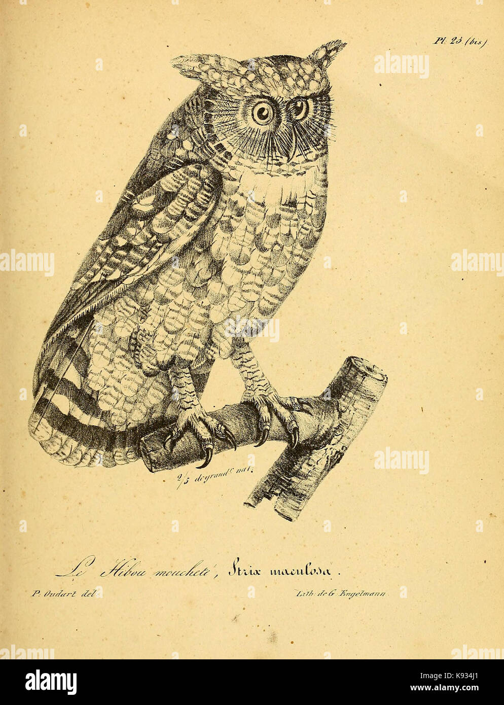 La Galerie des Oiseaux (PL. 23 (BIZ)) (6001903961) Stockfoto