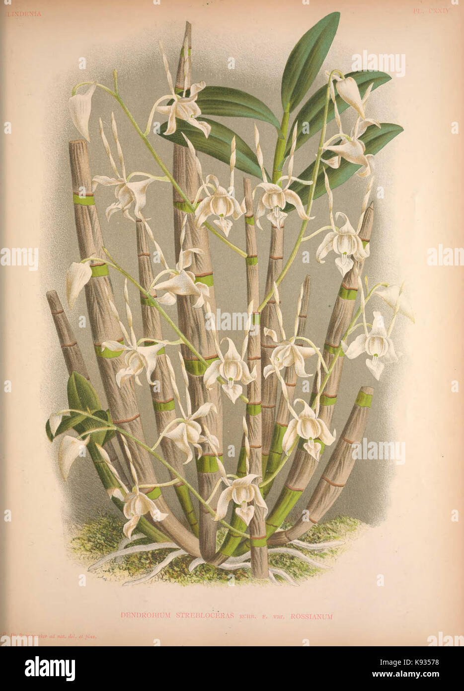 Lindenia Iconographie des Orchidees Platte 124 Stockfoto