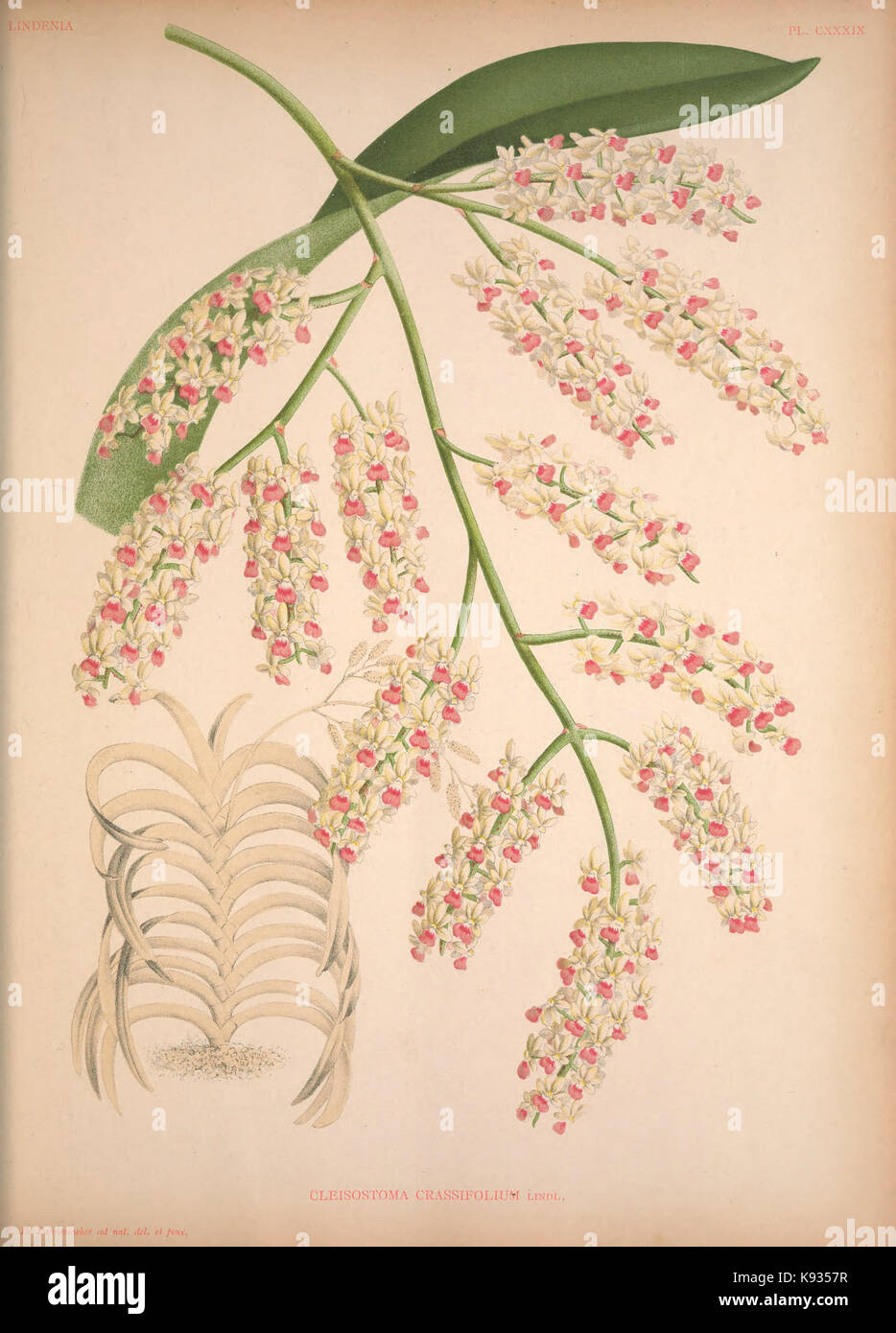 Lindenia Iconographie des Orchidees Platte 139 Stockfoto