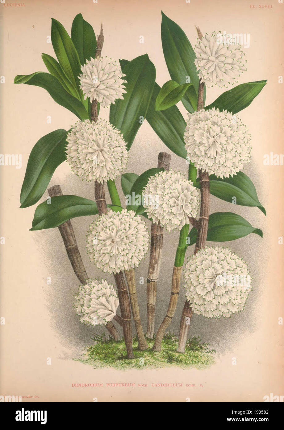 Lindenia Iconographie des Orchidees Platte 098 Stockfoto