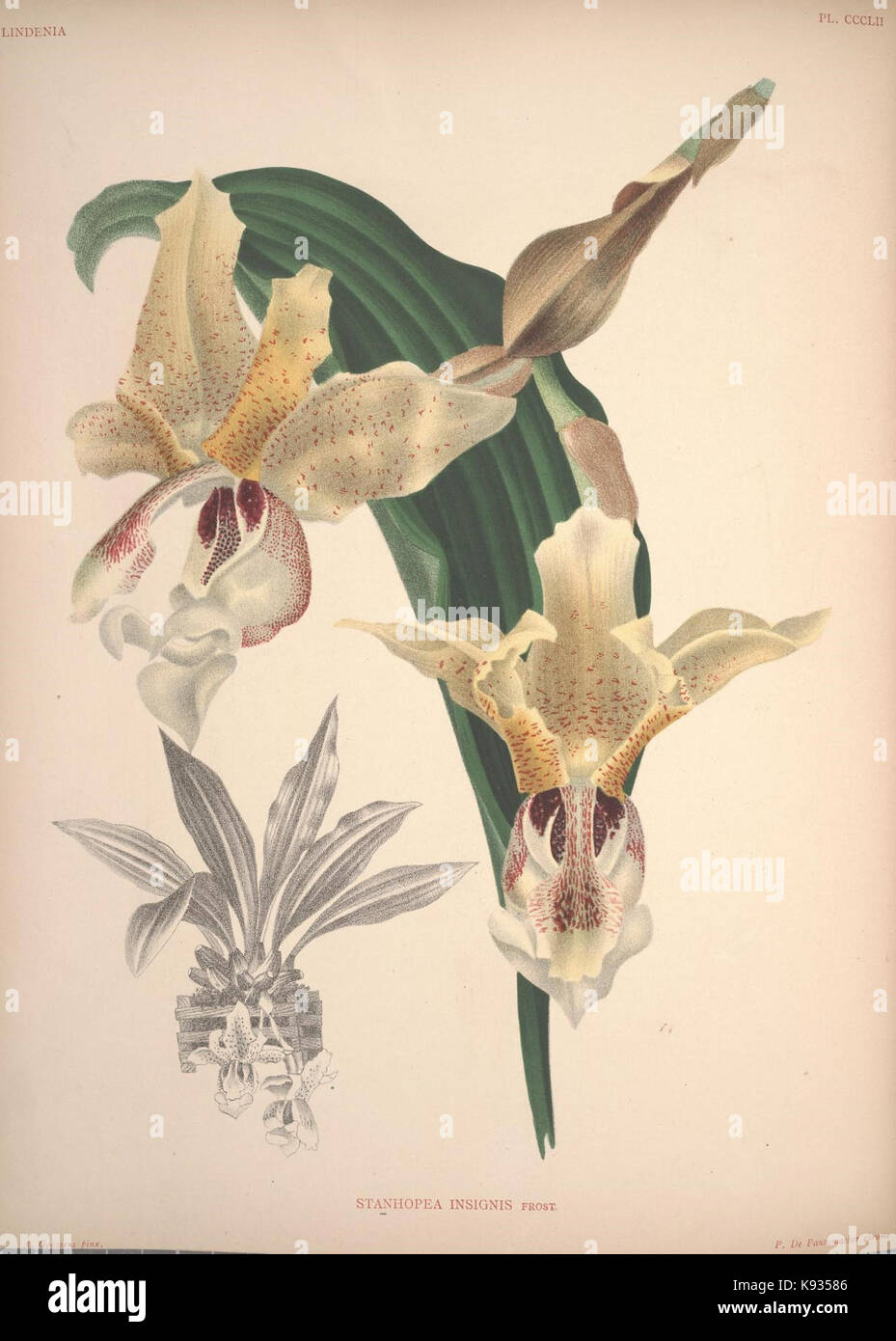 Lindenia Iconographie des Orchidees Platte 352 Stockfoto