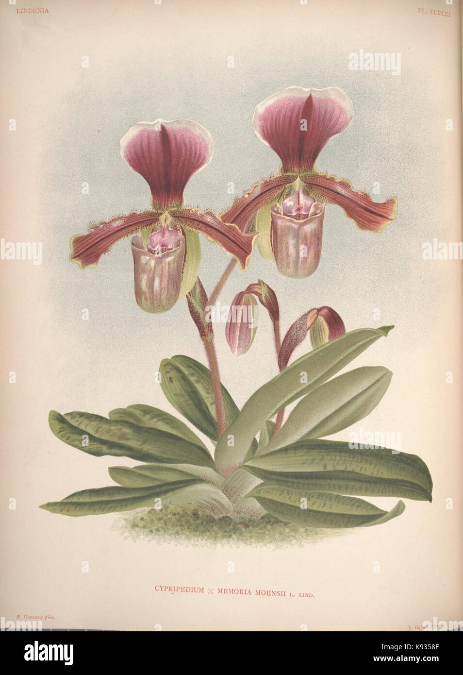 Lindenia Iconographie des Orchidees Platte 361 Stockfoto