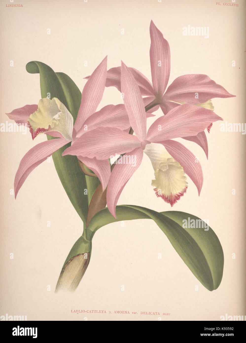 Lindenia Iconographie des Orchidees Platte 367 Stockfoto
