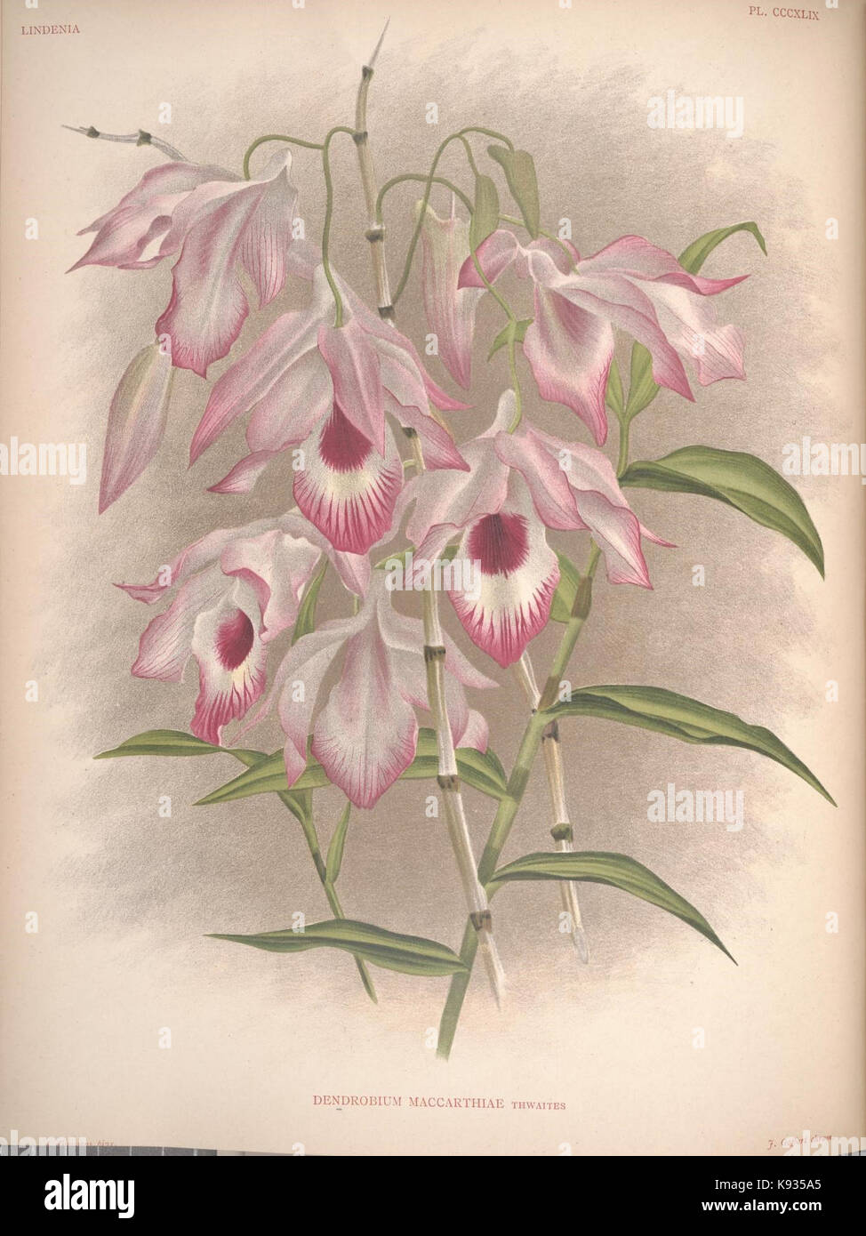 Lindenia Iconographie des Orchidees Platte 349 Stockfoto