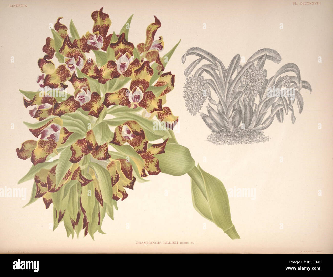 Lindenia Iconographie des Orchidees Platte 338 Stockfoto