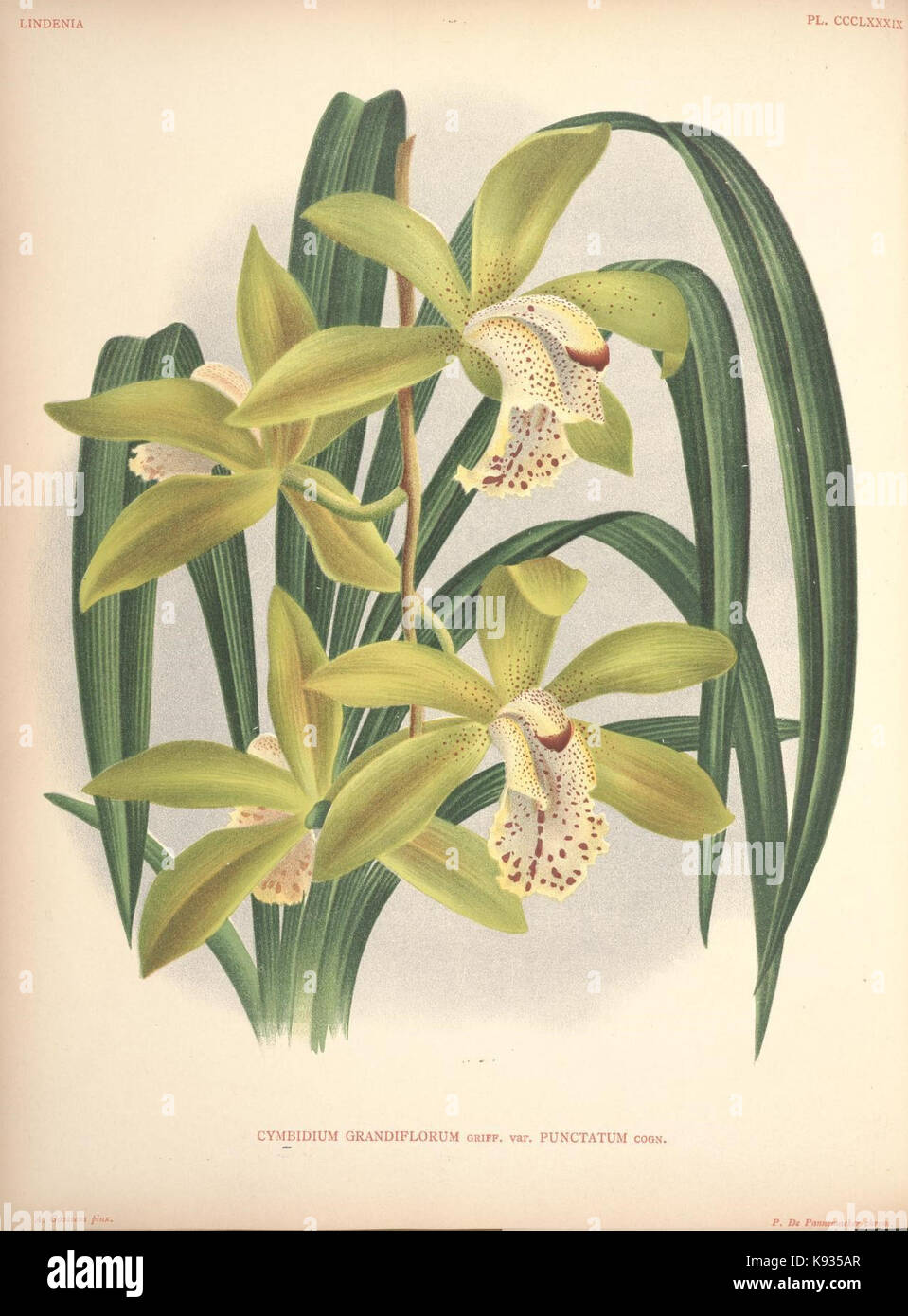 Lindenia Iconographie des Orchidees Platte 389 Stockfoto