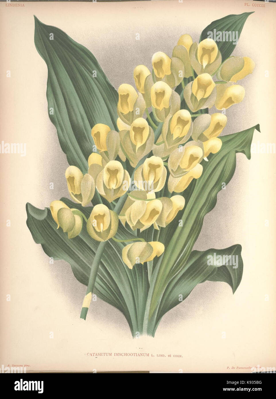 Lindenia Iconographie des Orchidees Platte 403 Stockfoto