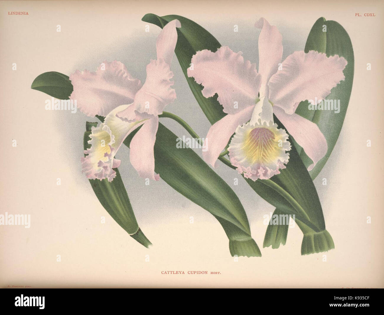 Lindenia Iconographie des Orchidees Platte 440 Stockfoto