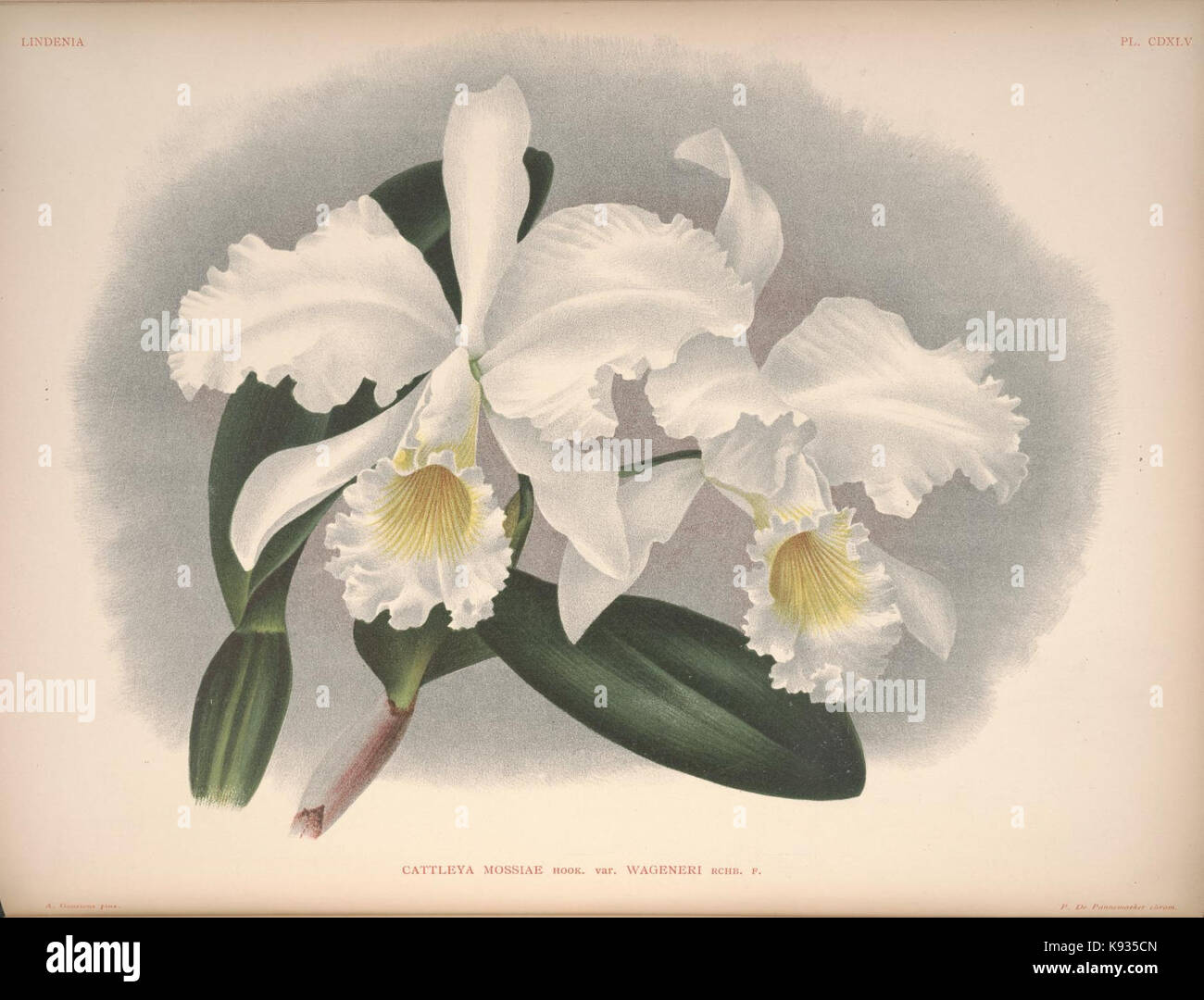 Lindenia Iconographie des Orchidees Platte 445 Stockfoto