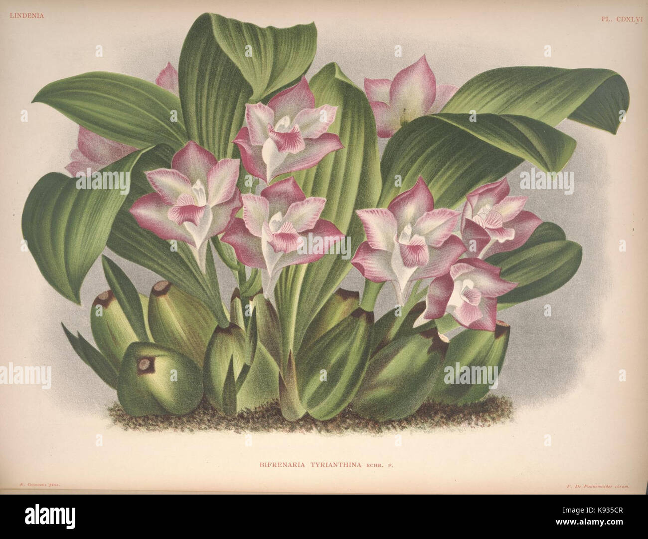 Lindenia Iconographie des Orchidees Platte 446 Stockfoto