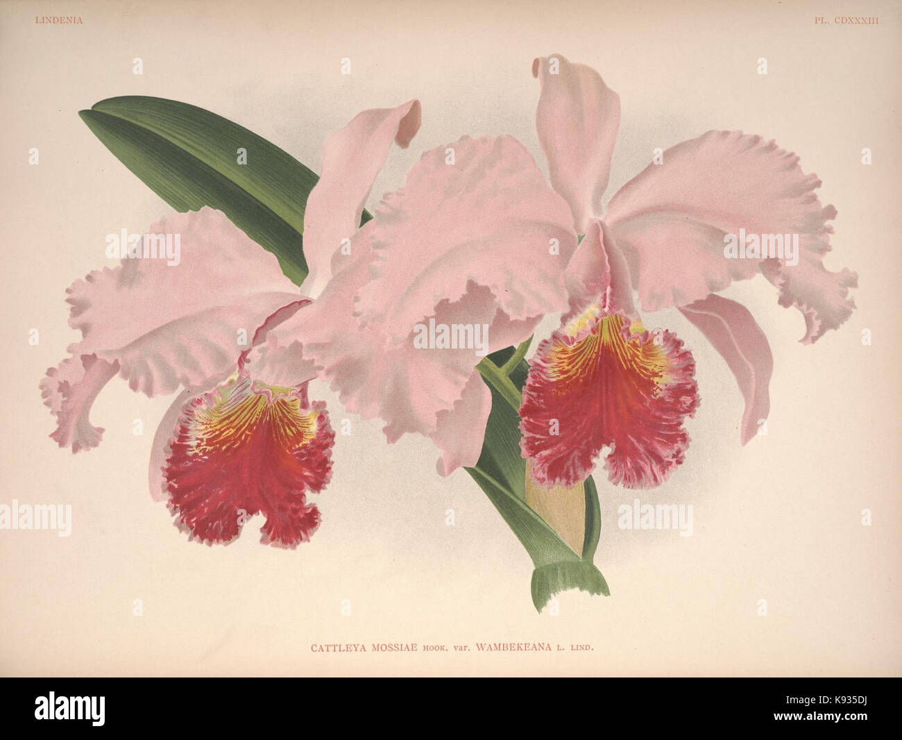 Lindenia Iconographie des Orchidees Platte 433 Stockfoto