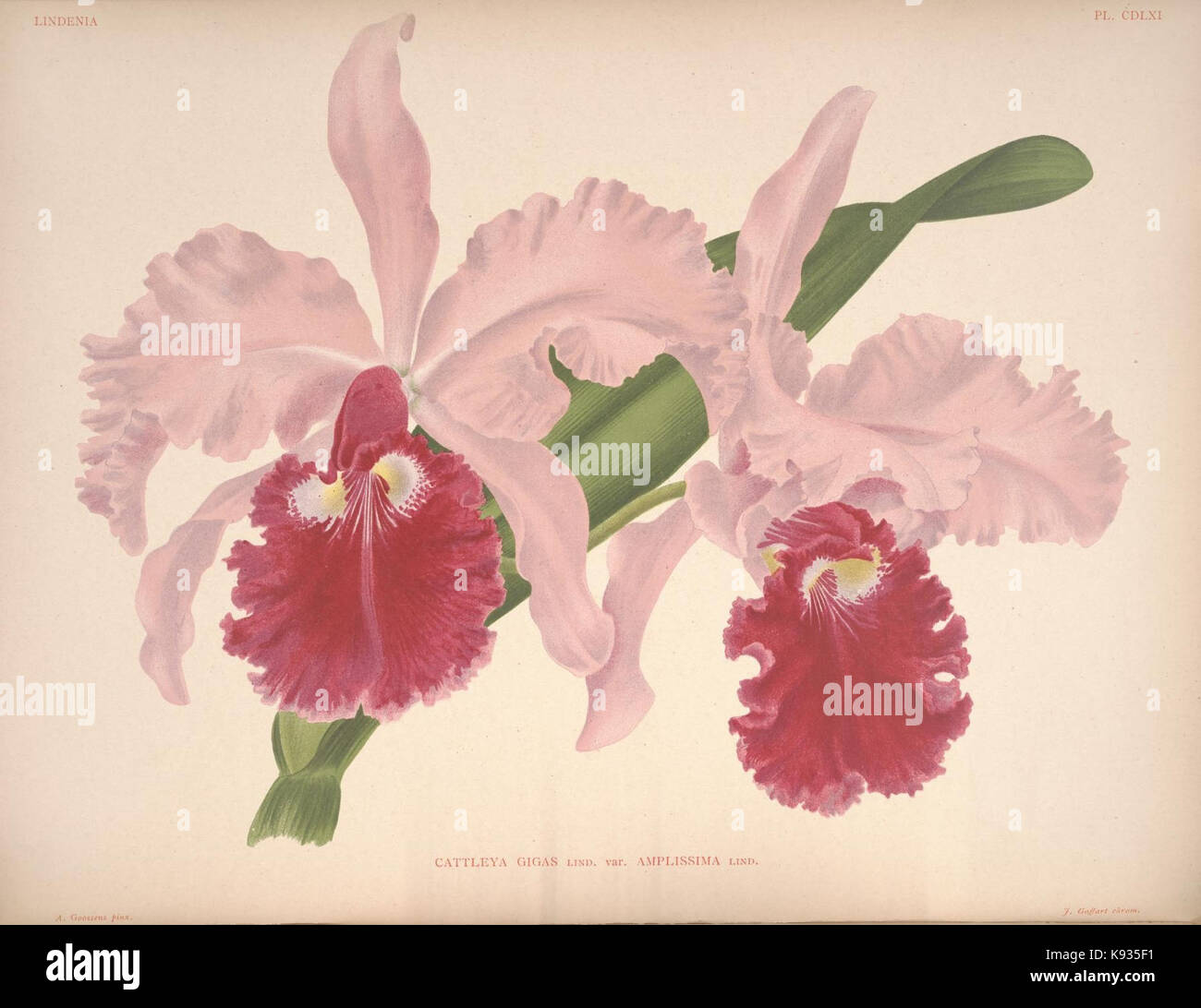 Lindenia Iconographie des Orchidees Platte 461 Stockfoto