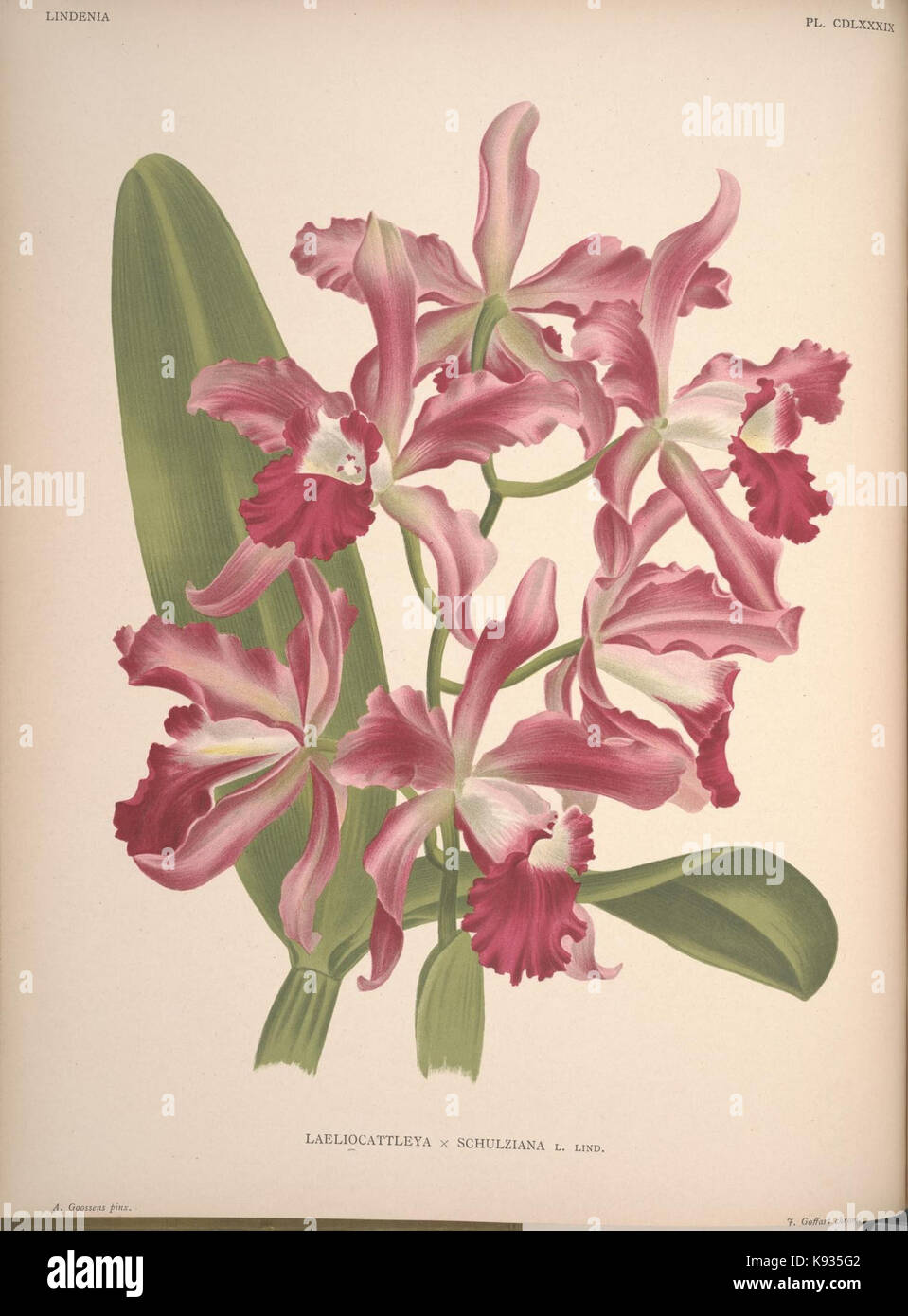 Lindenia Iconographie des Orchidees Platte 489 Stockfoto